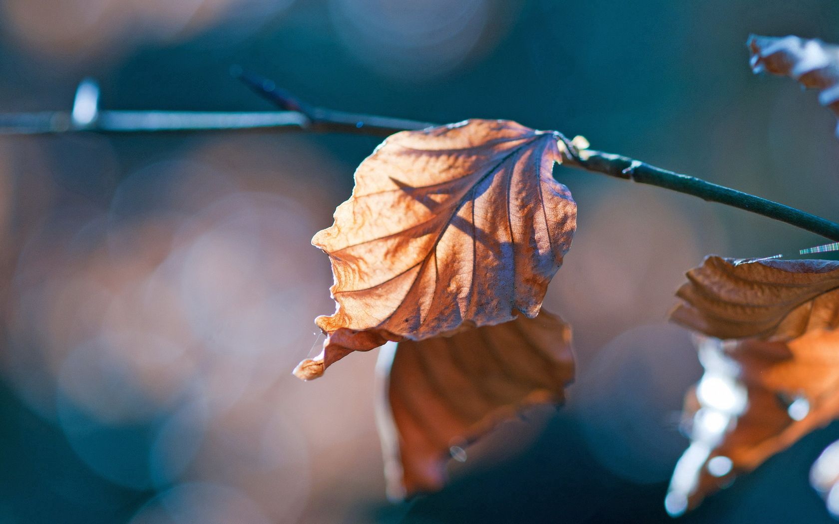 Free HD leaves, autumn, macro, glare, branch, dry