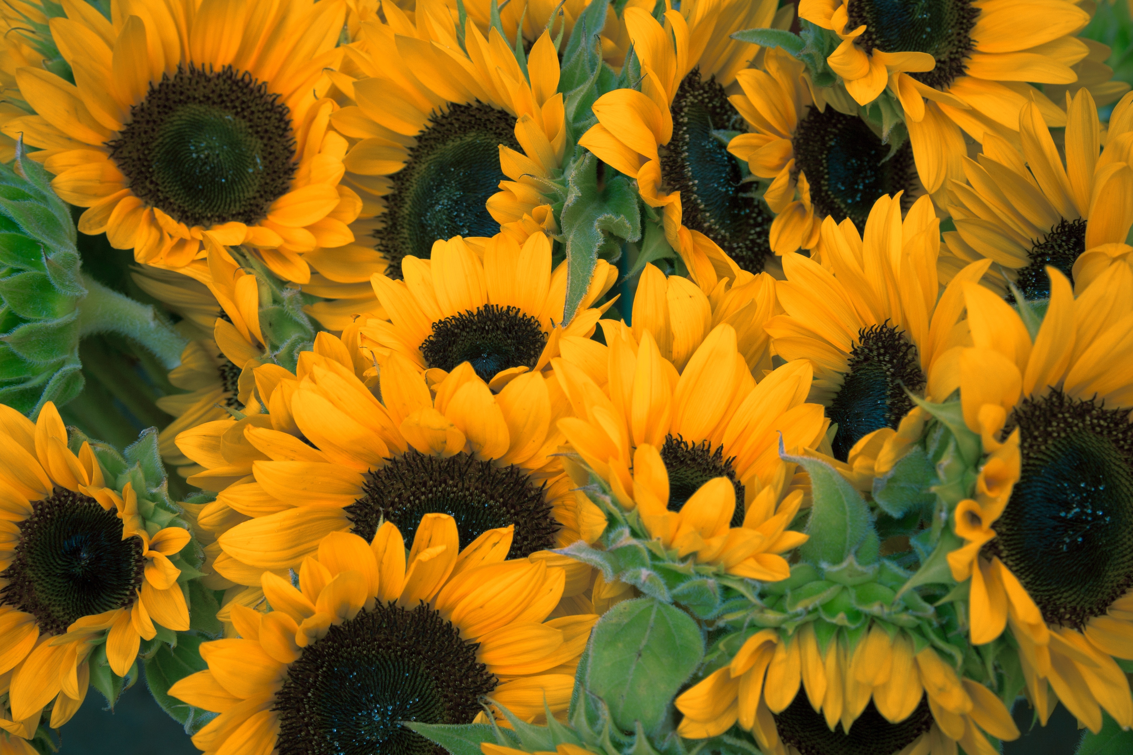 Laden Sie das Viele, Vielzahl, Blumen, Sonnenblumen-Bild kostenlos auf Ihren PC-Desktop herunter