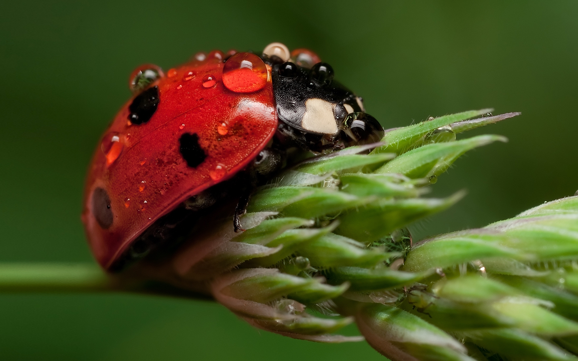 insects, ladybugs HD for desktop 1080p