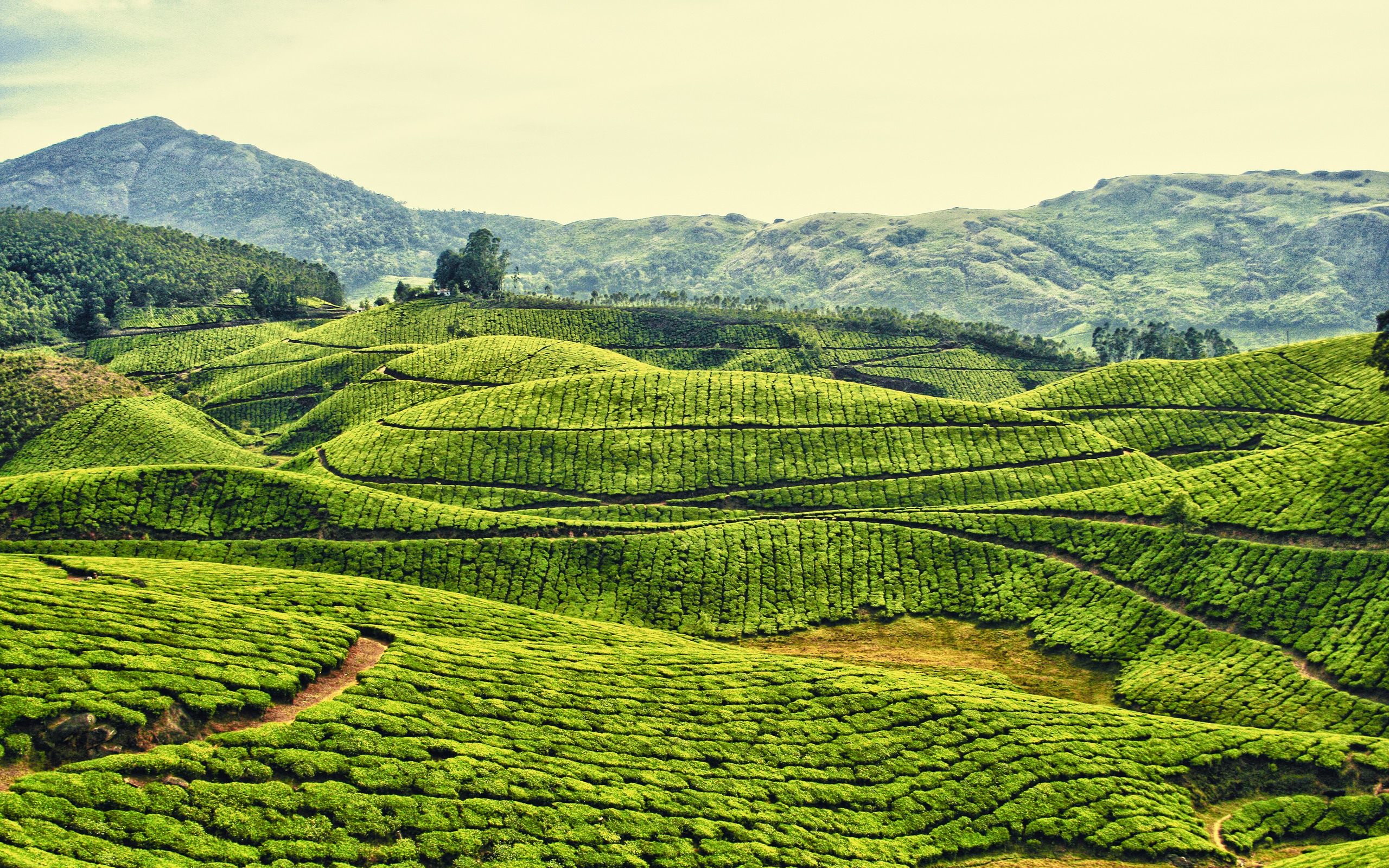 Индия чайные плантации Ассам