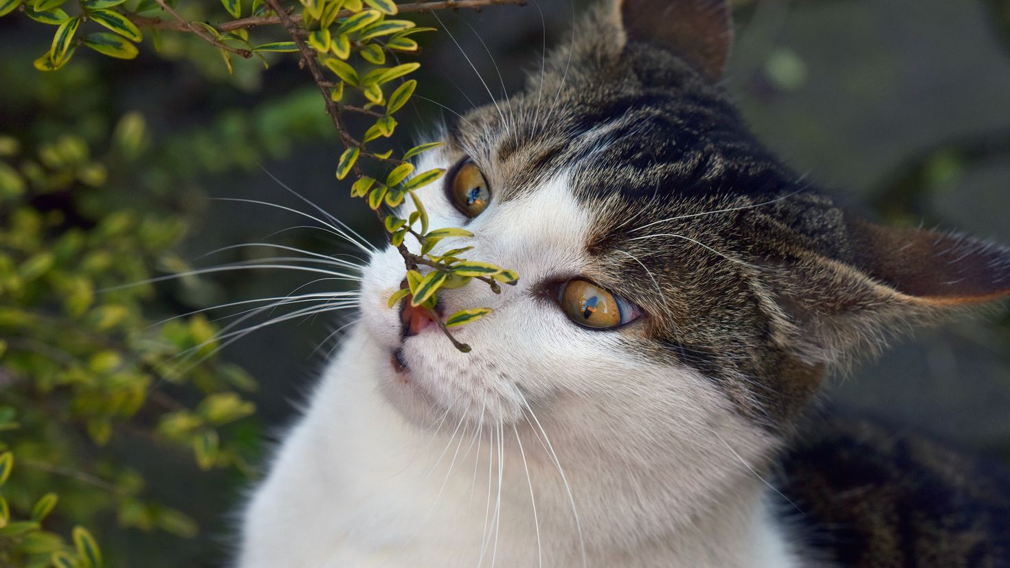 Кошки нюхают ртом. Морда кота. Коты весной. Кот задумчивый.