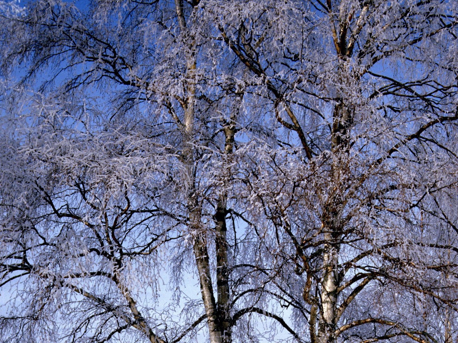 winter, nature, birches, branches, frost, hoarfrost Smartphone Background
