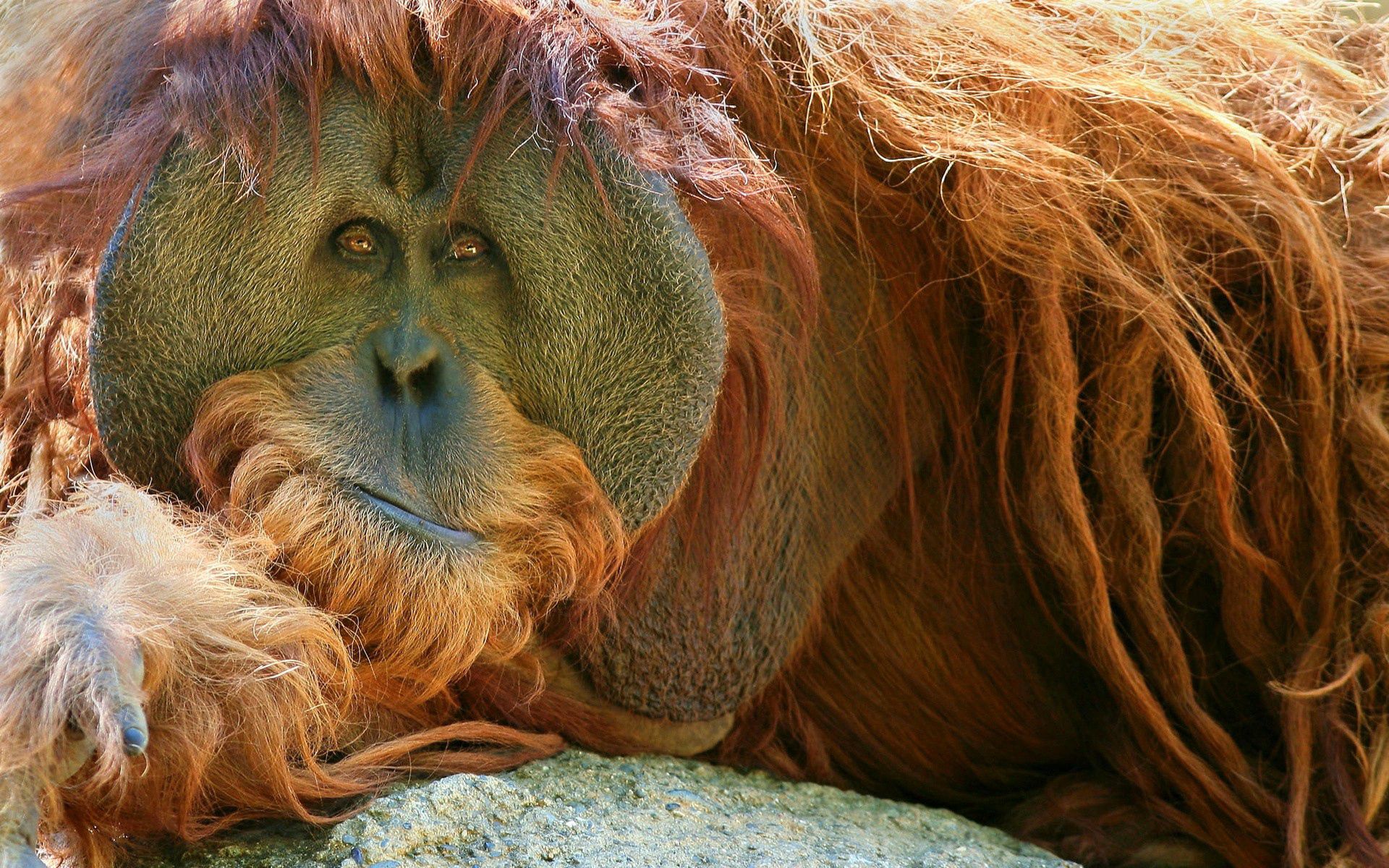 orangutan, animals, monkey, pensive