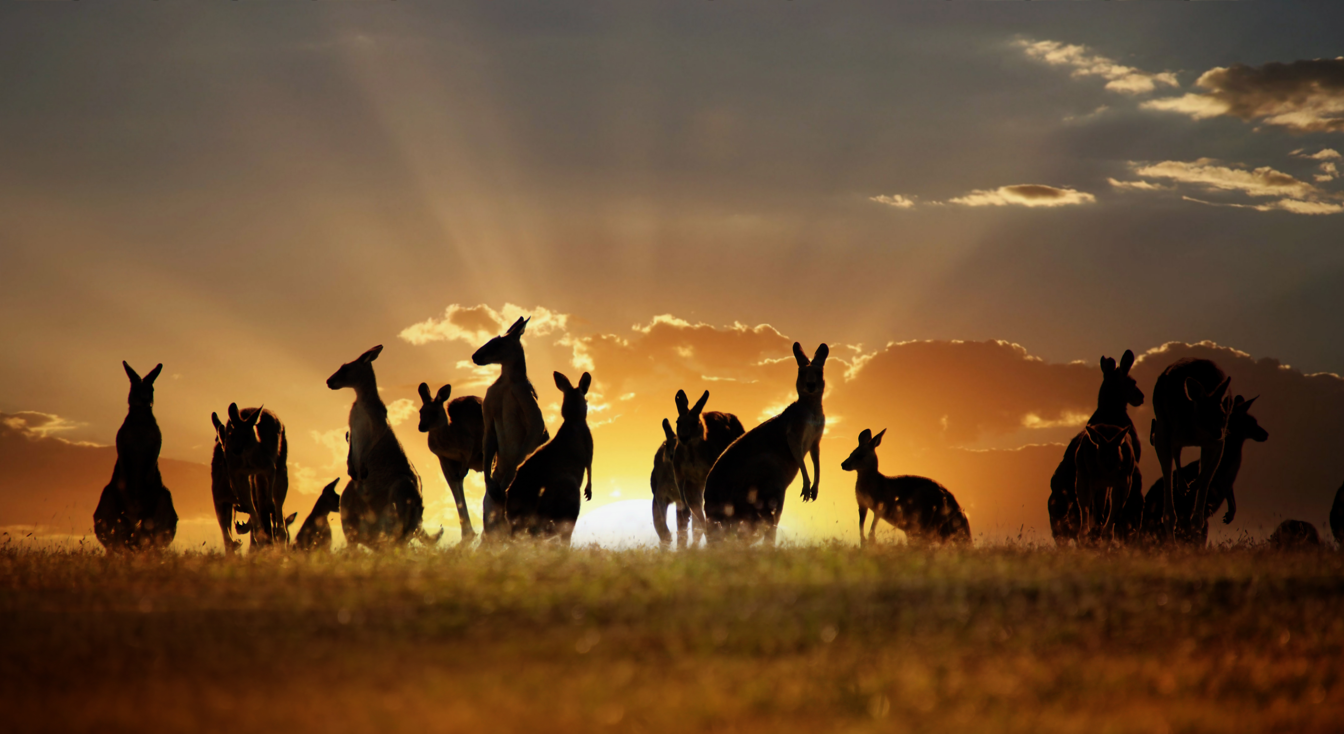 silhouette, kangaroo, animal, cloud, sunset 5K