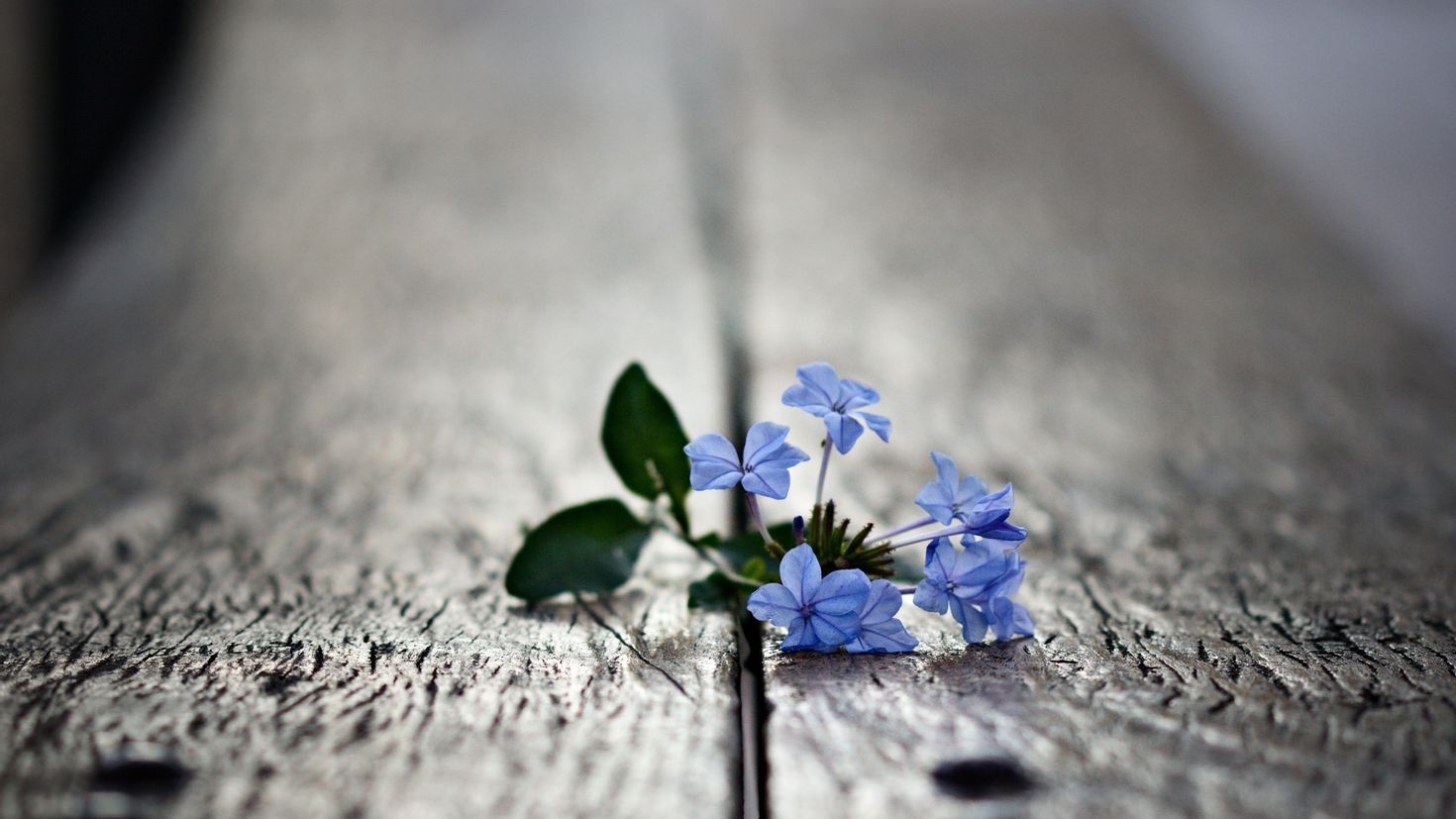 Я нежный и мудрый. Голубые цветы. Маленькие цветочки. Цветы Макросъемка. Мелкие синие цветочки.