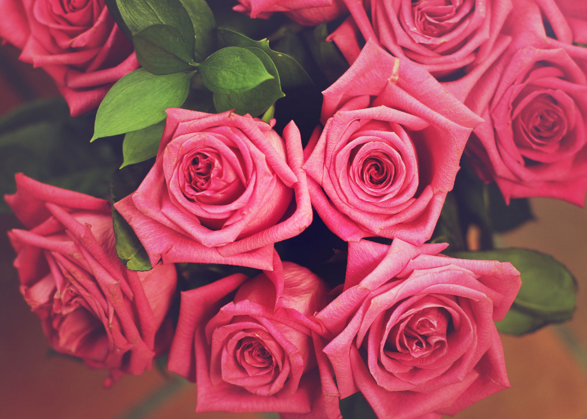 Розые розы. Розовые розы. Яркие розы. Ярко розовые розы. Цветы розы розовые.
