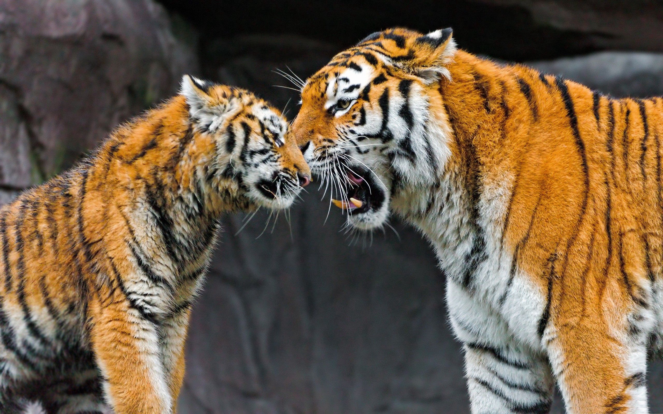 big cat, animals, young, couple, pair, tiger, care, joey wallpapers for tablet