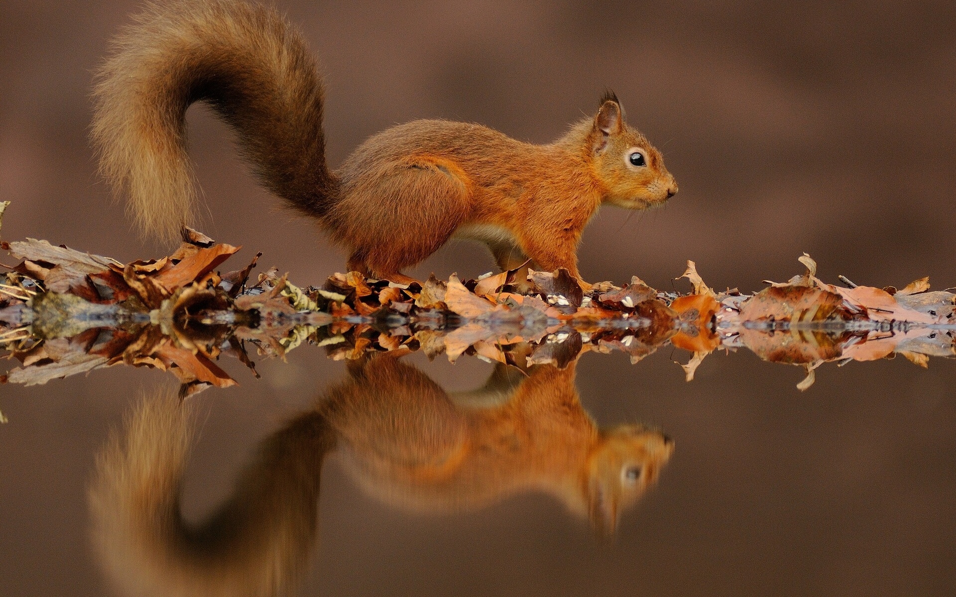 squirrel, animal HD wallpaper