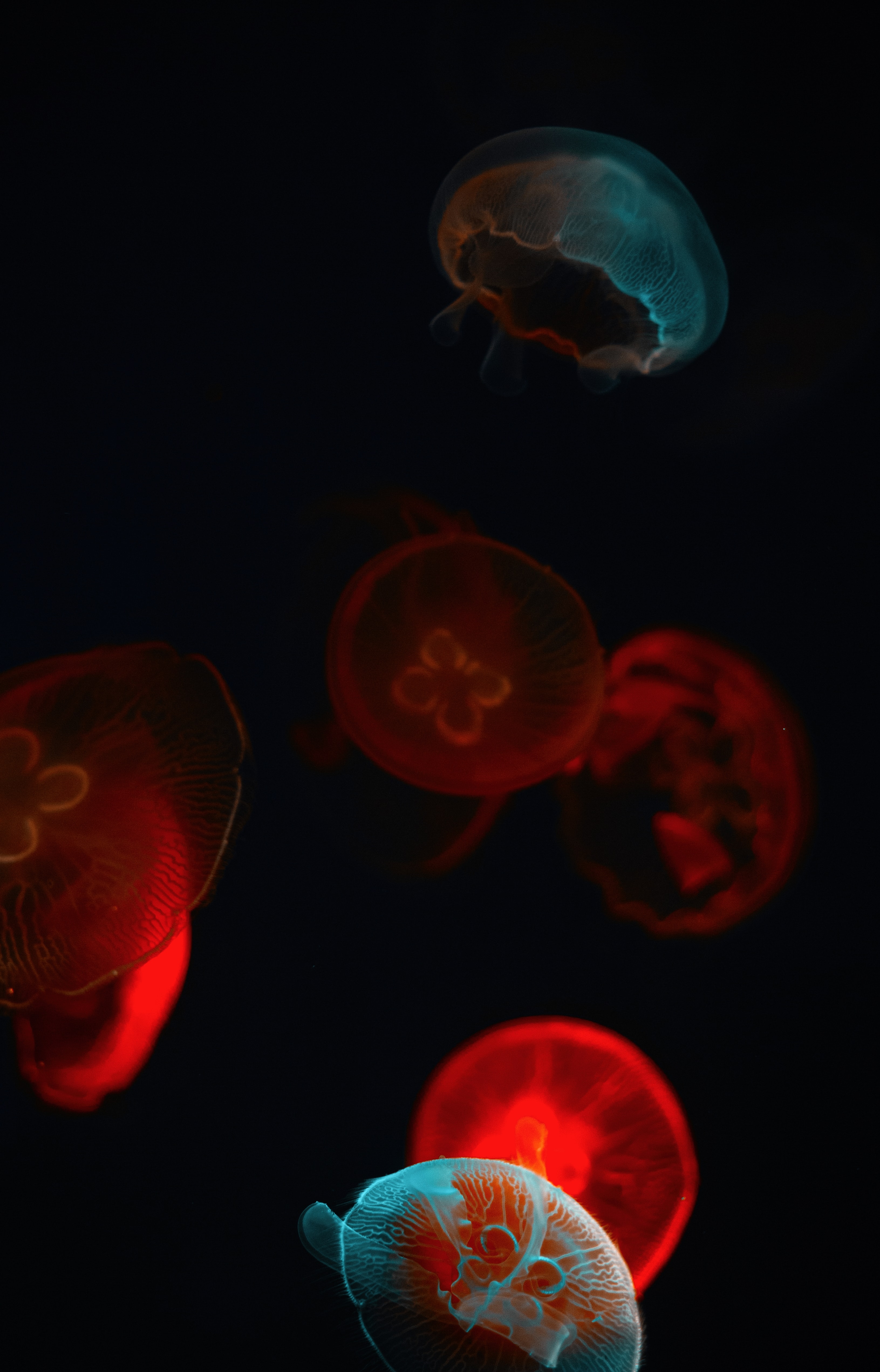94011 завантажити шпалери медузи, темні, темний, світіння, підводний світ - заставки і картинки безкоштовно