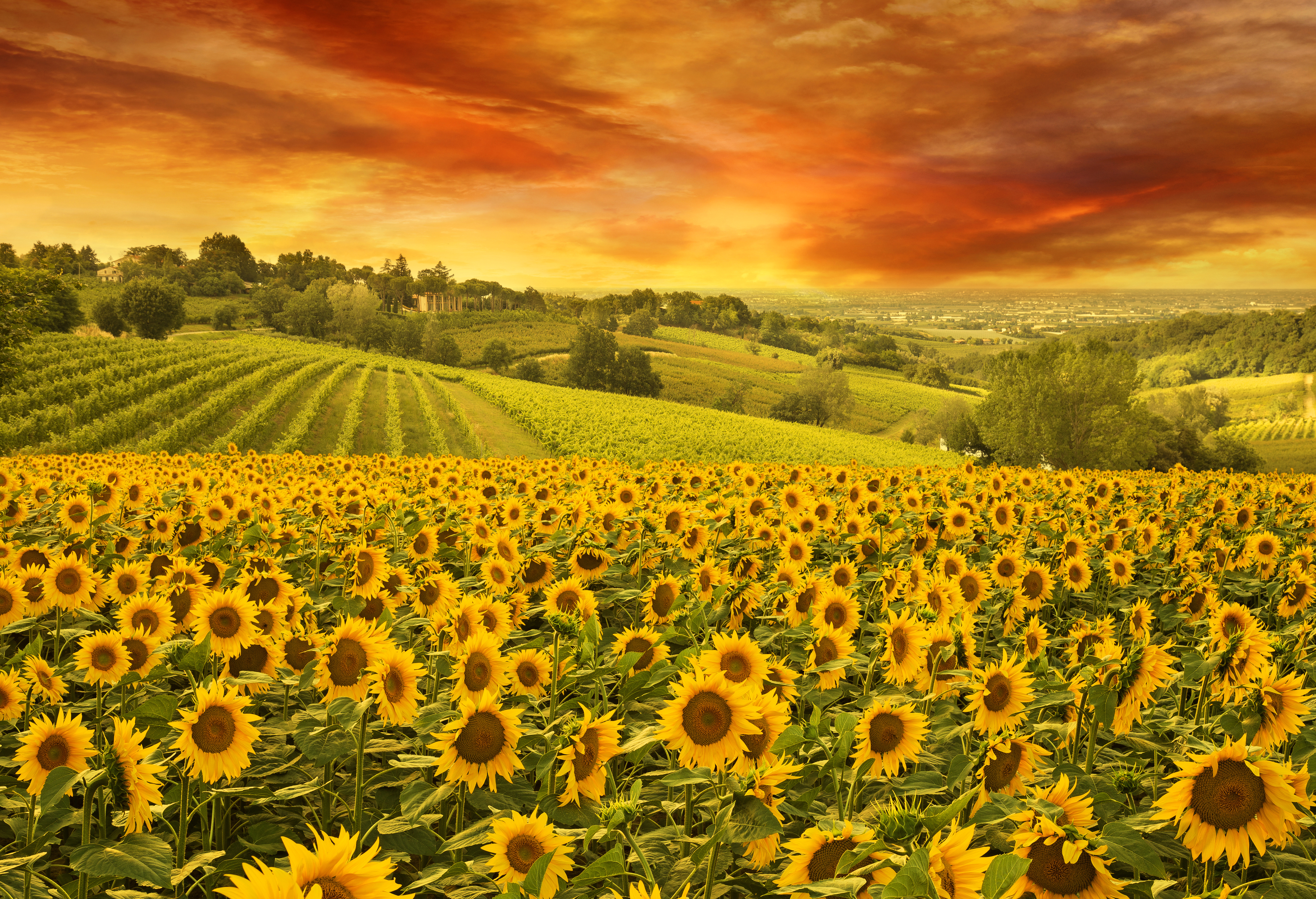Download mobile wallpaper Flowers, Sunset, Sky, Summer, Horizon, Earth, Field, Cloud, Sunflower, Yellow Flower for free.
