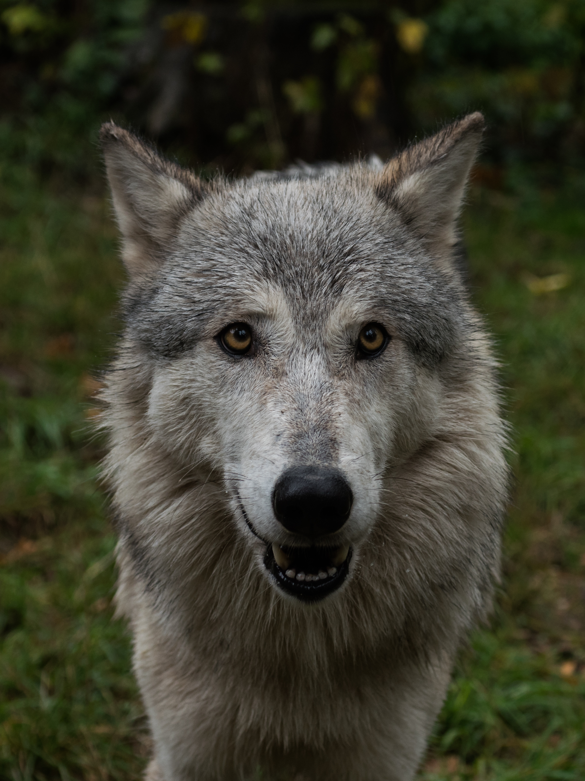 Download mobile wallpaper Muzzle, Sweetheart, Animals, Nice, Wolf for free.