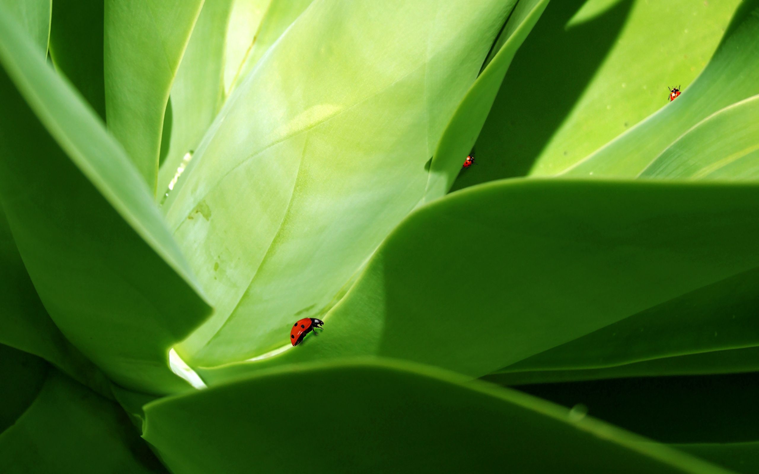 greens, grass, macro, insect, ladybug, ladybird, crawl for android