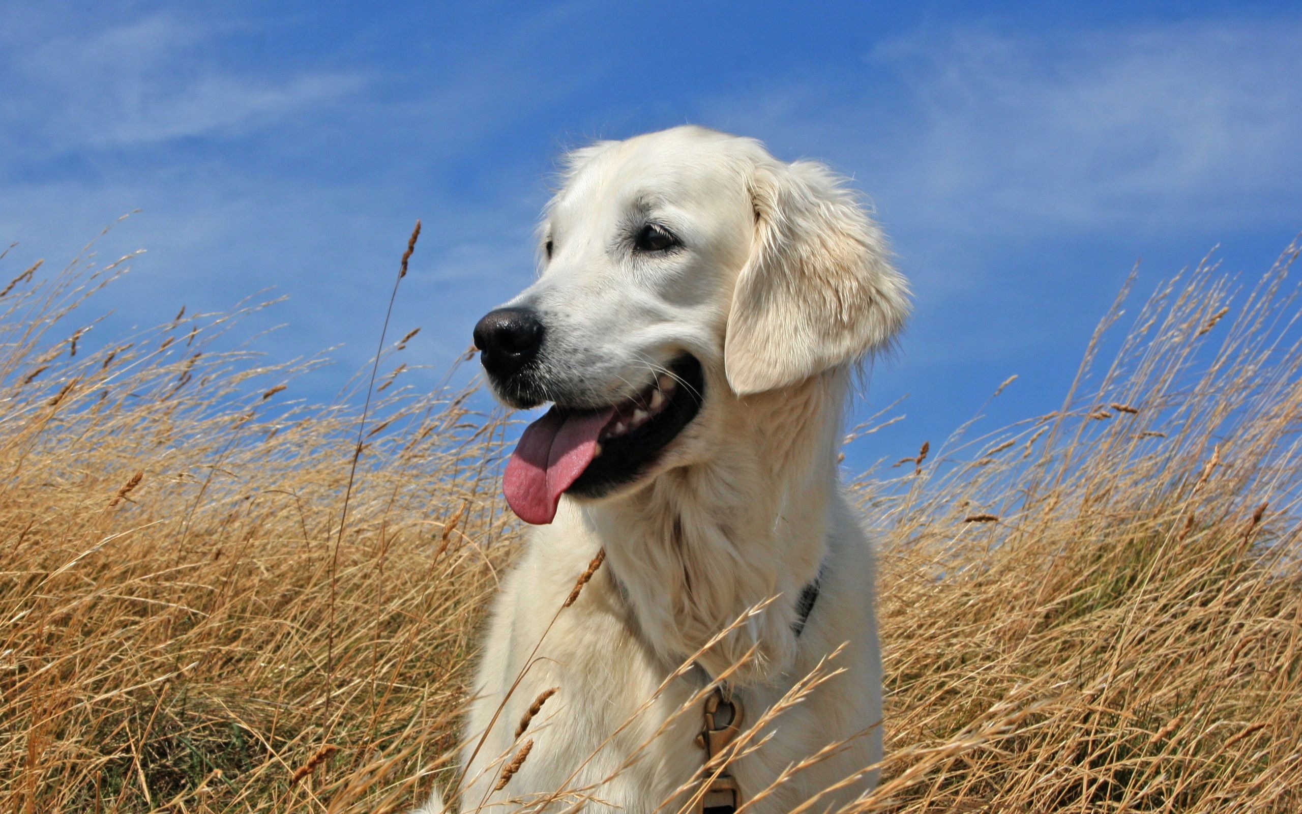 Laden Sie das Hund, Grass, Labrador, Liegen, Sich Hinlegen, Tiere-Bild kostenlos auf Ihren PC-Desktop herunter