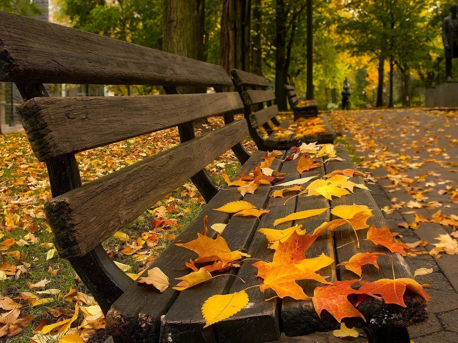 autumn, landscape, leaves 4K Ultra