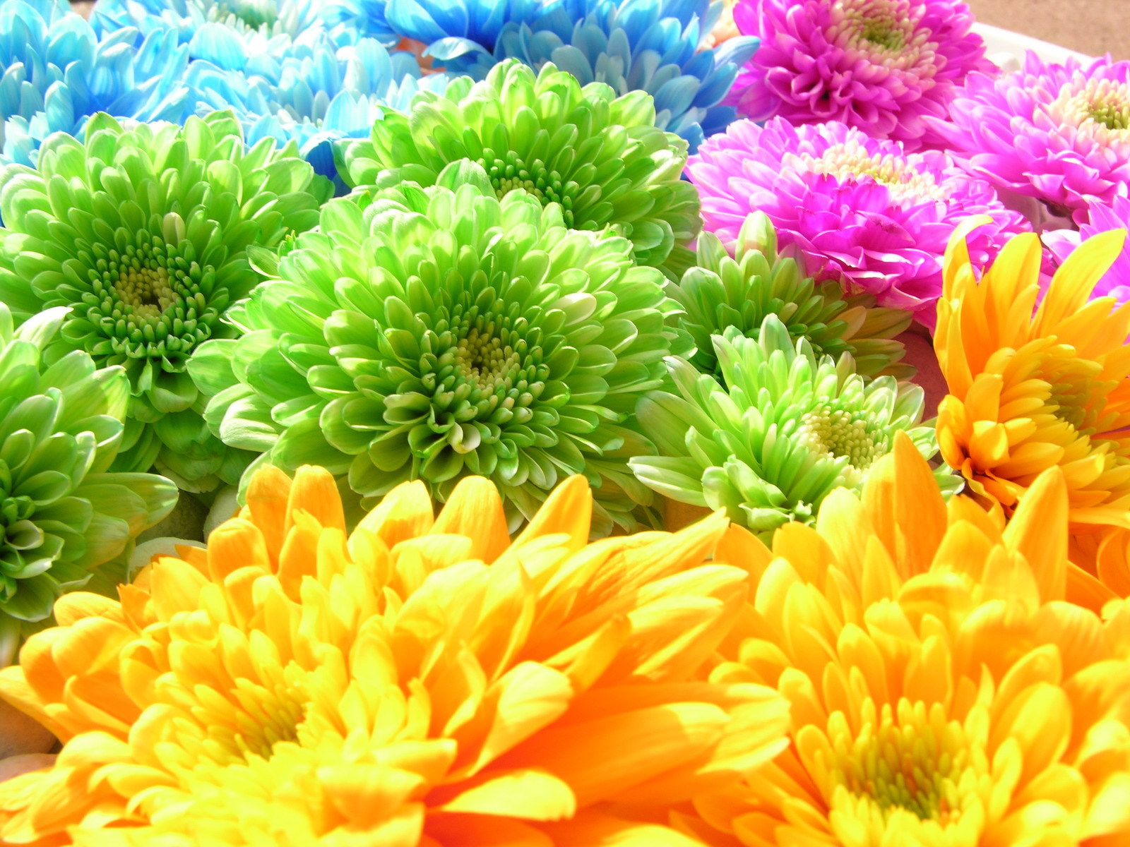 rainbow, plants, flowers, background, chrysanthemum Free Stock Photo