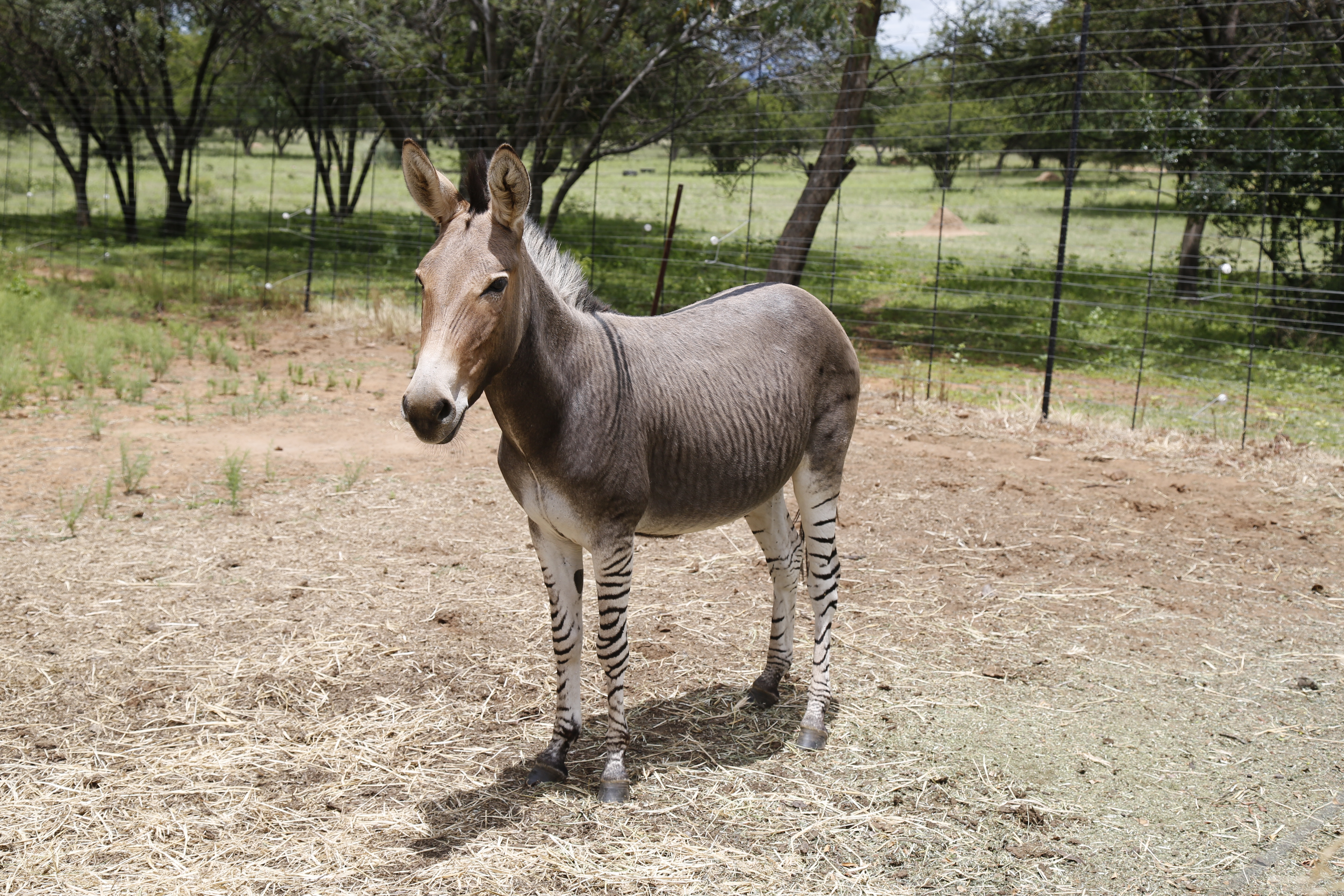 Zonkey Tablet HD picture