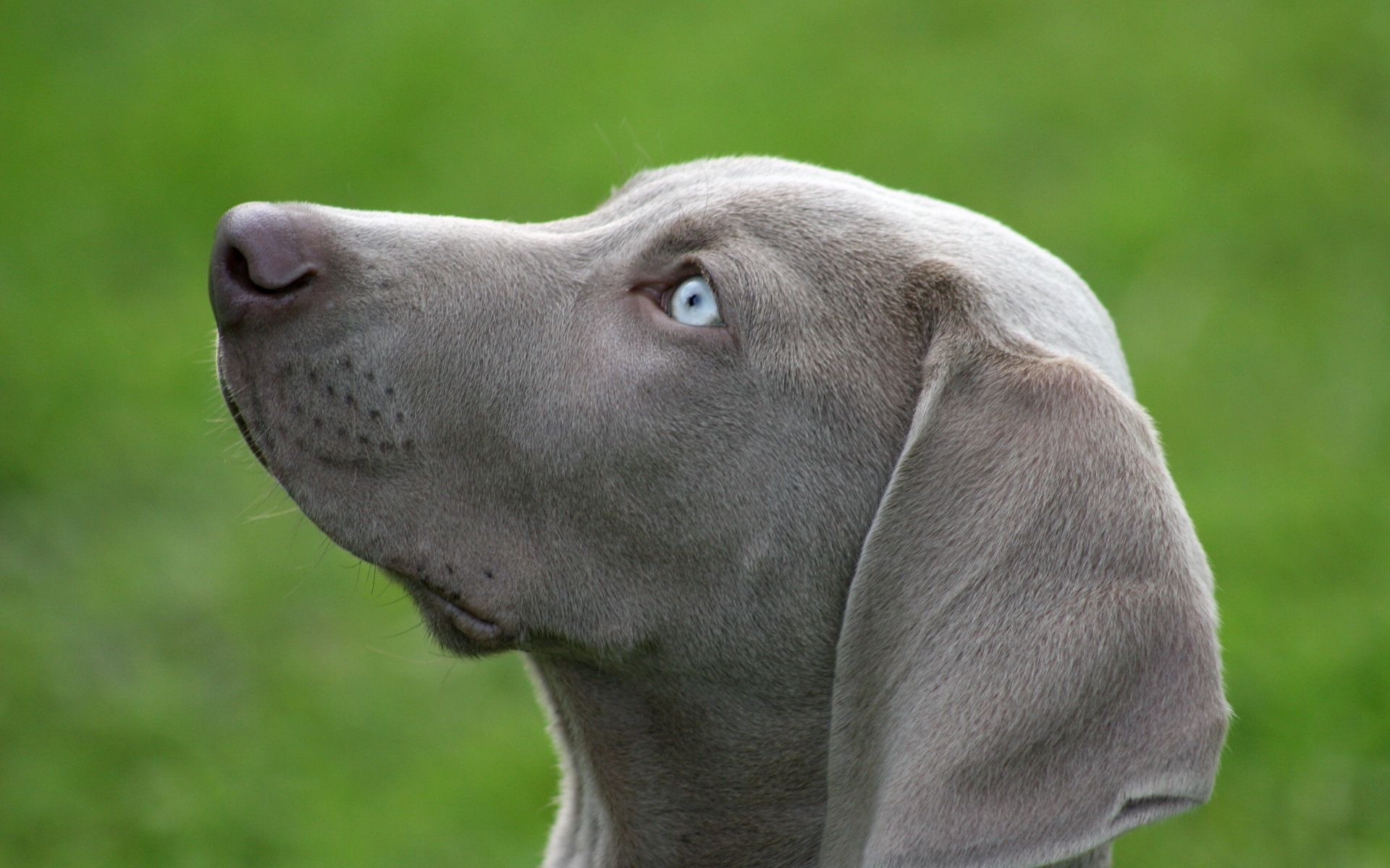 animals, dog, muzzle, profile, blue eyed UHD