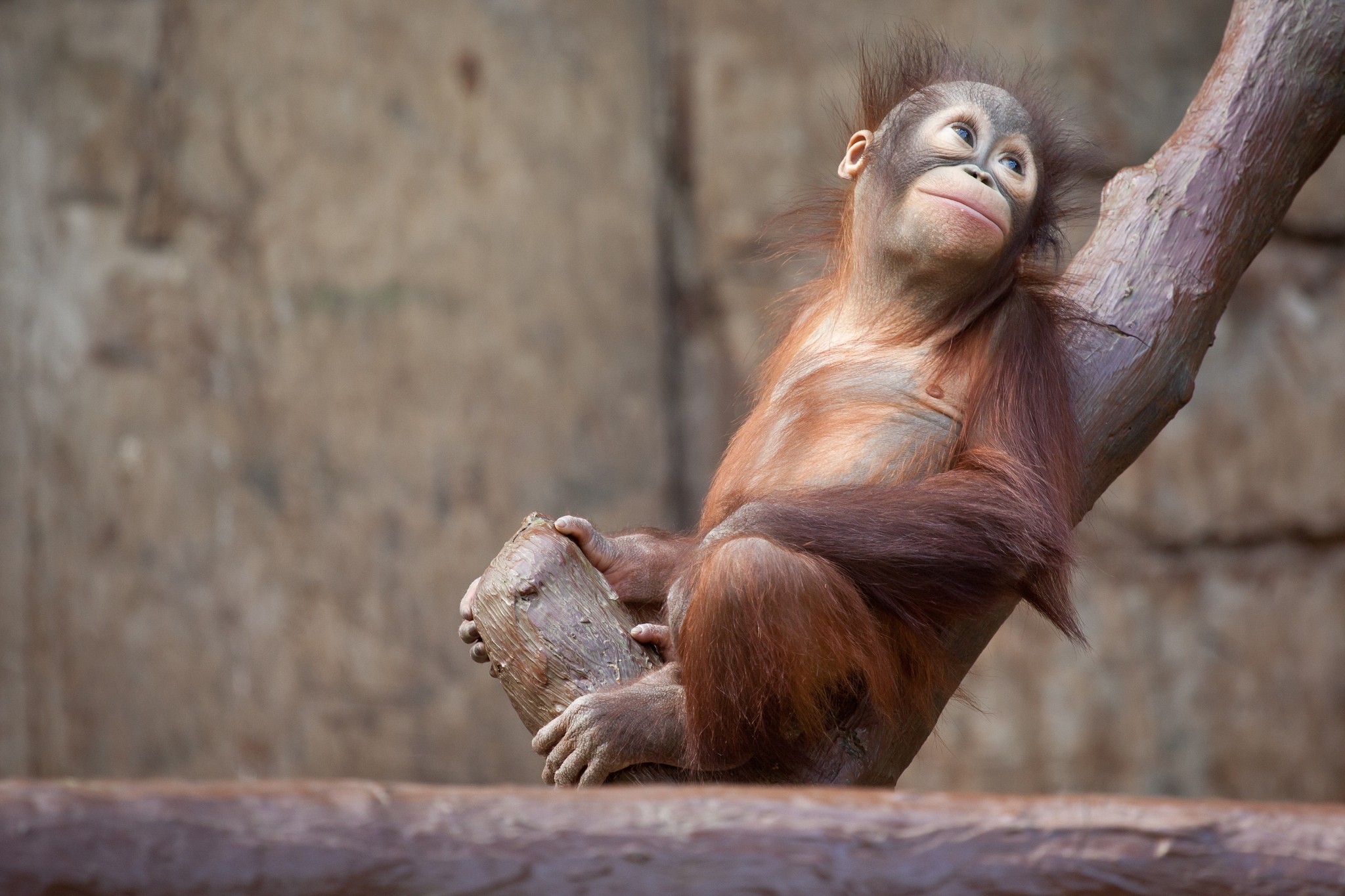 monkey, wood, animals, tree, orangutan HD wallpaper