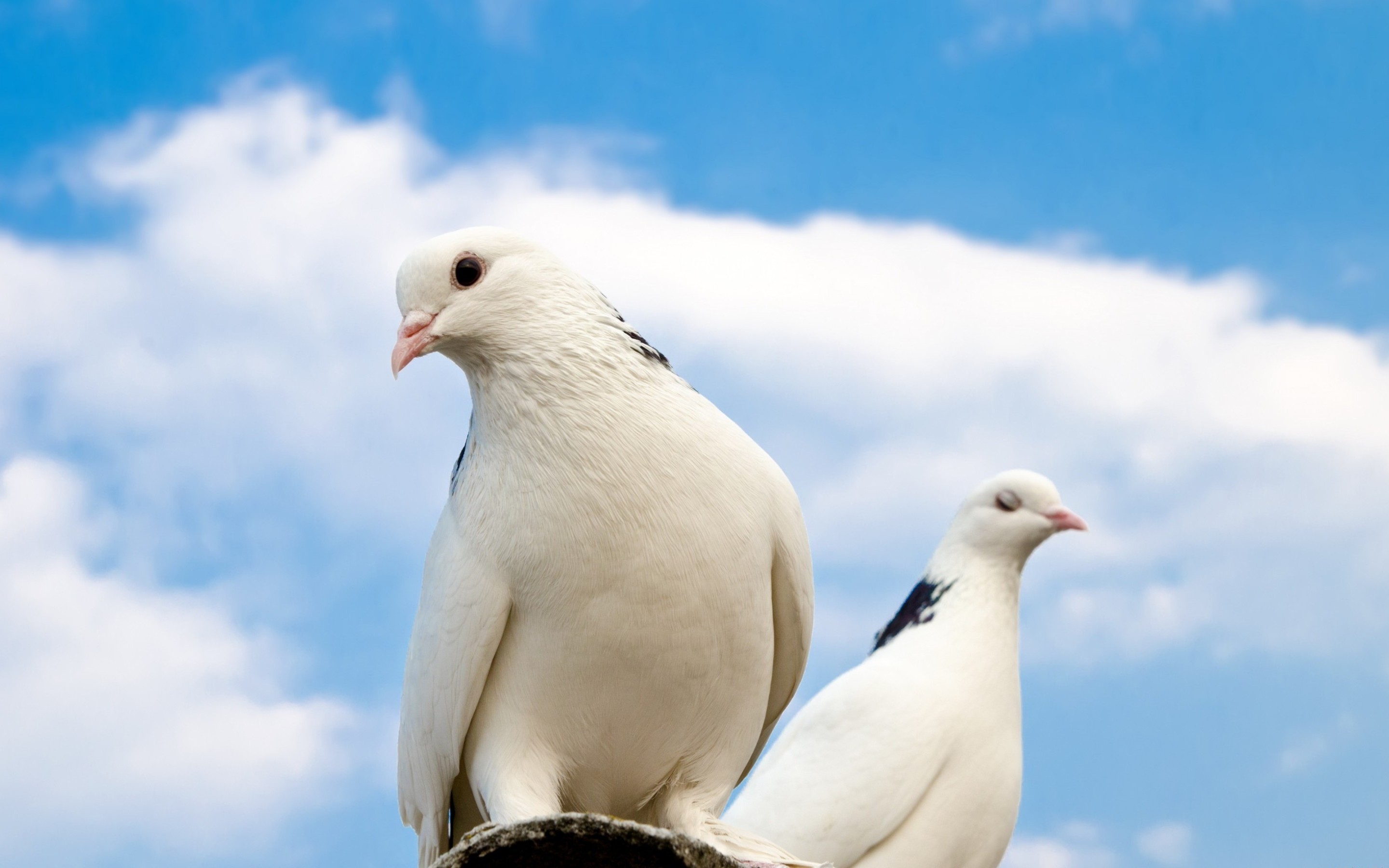 344705 télécharger l'image animaux, colombe, couple, colombe blanche, des oiseaux - fonds d'écran et économiseurs d'écran gratuits