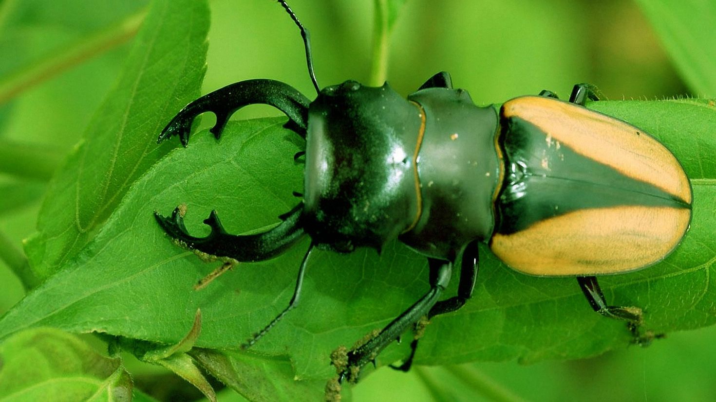 Фото насекомых. Жук Рогач зеленый. Жук Оглоед. Жесткокрылые жуки. Жук пандерус.