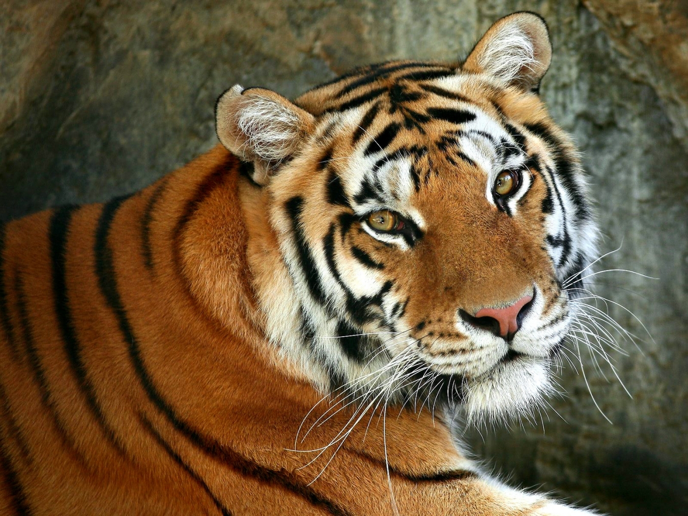 47161 baixar papel de parede tigres, animais - protetores de tela e imagens gratuitamente