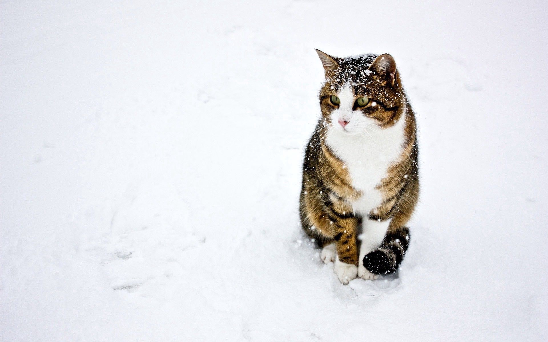 Кот в снегу картинки