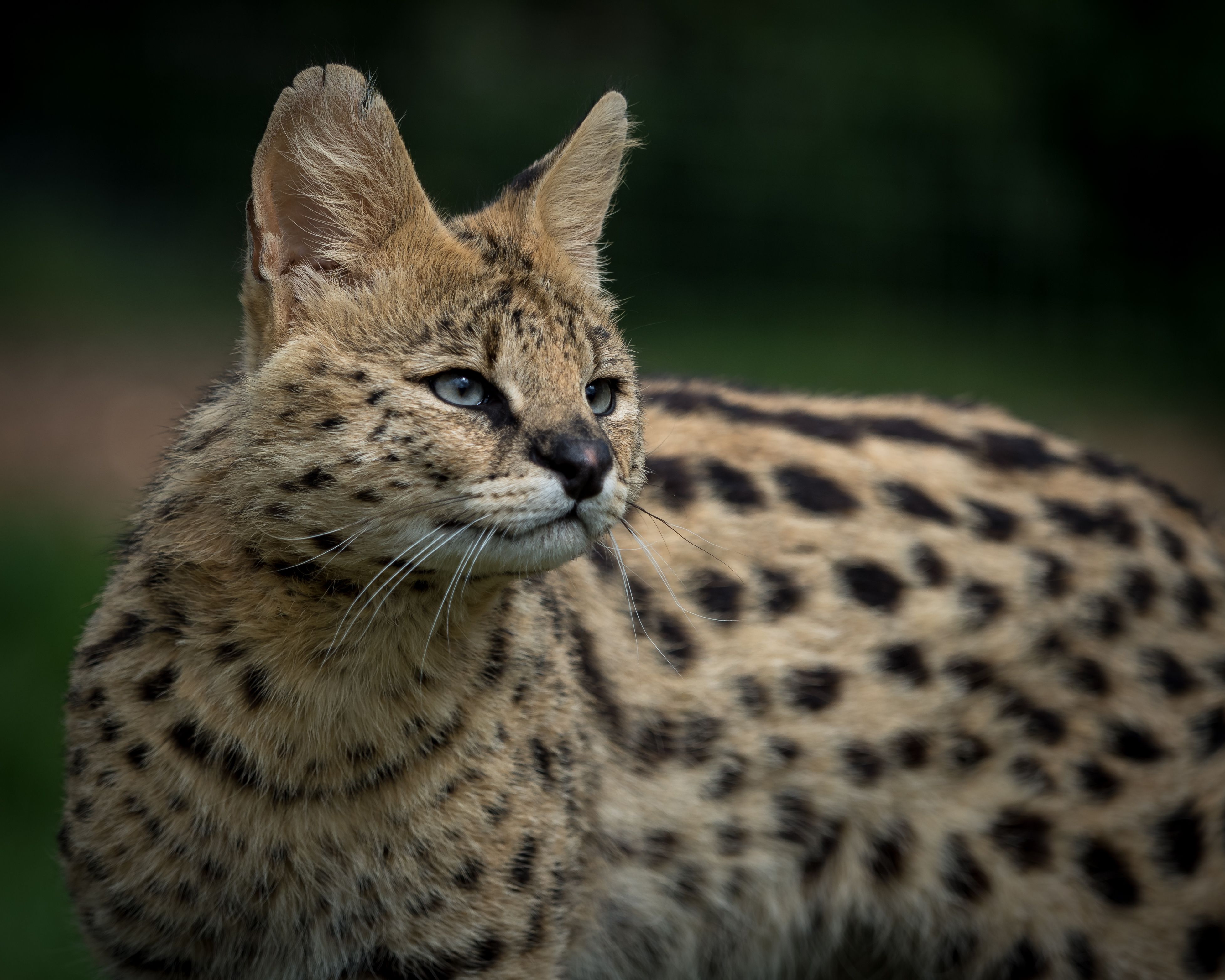 animal, serval, cats