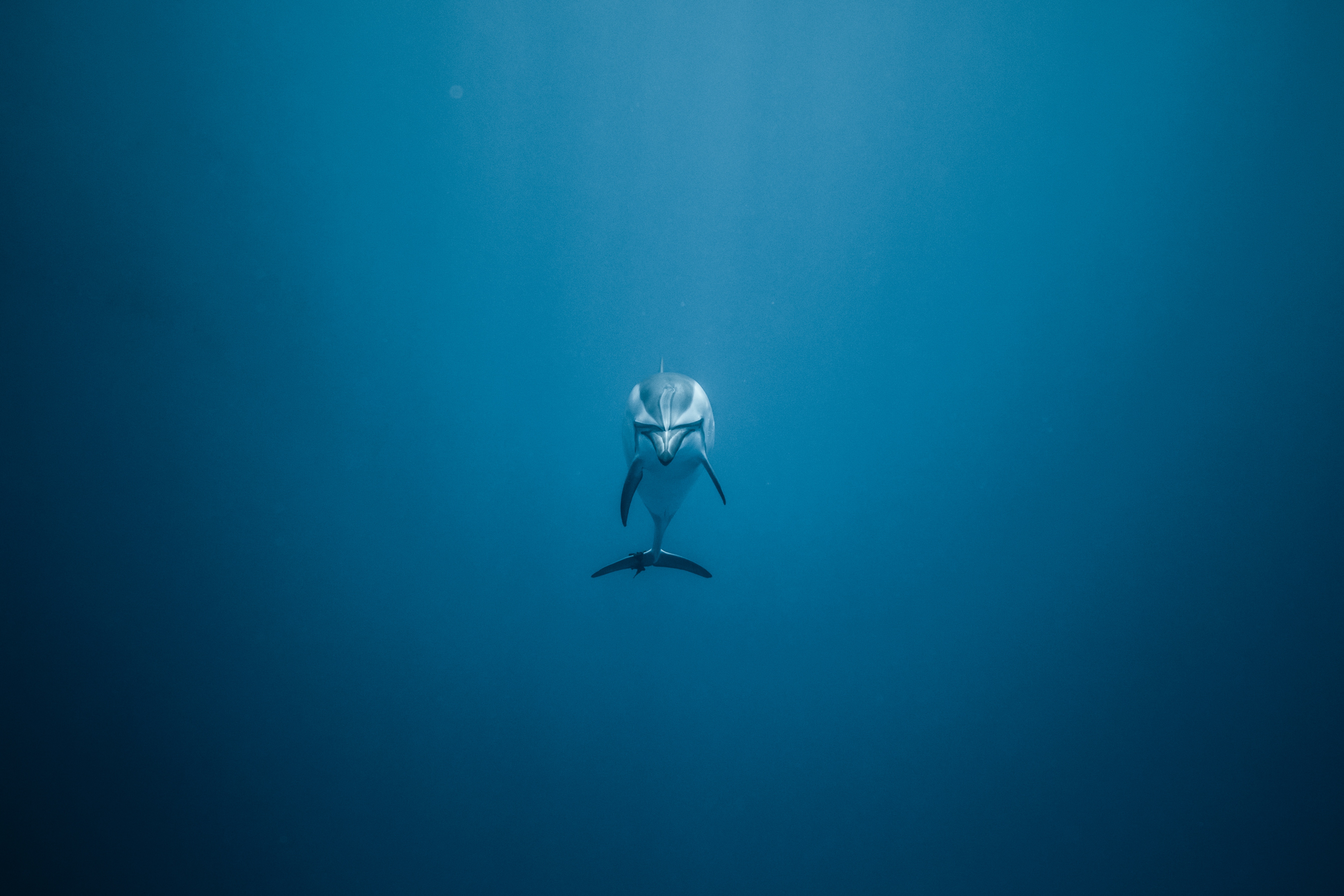 HD wallpaper underwater world, dolphin, lonely, animals, to swim, swim, alone