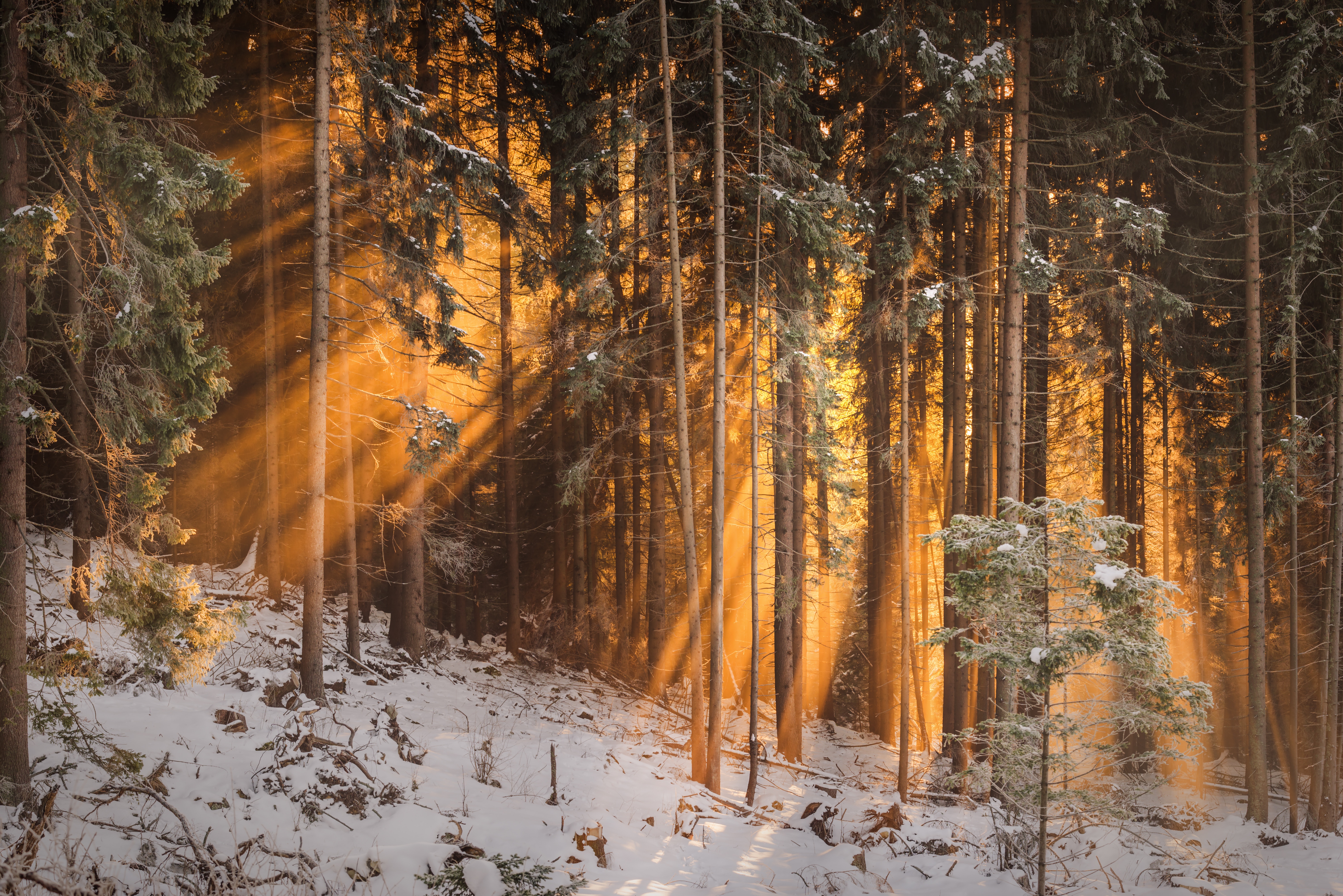 sunlight, nature, forest, trees, winter