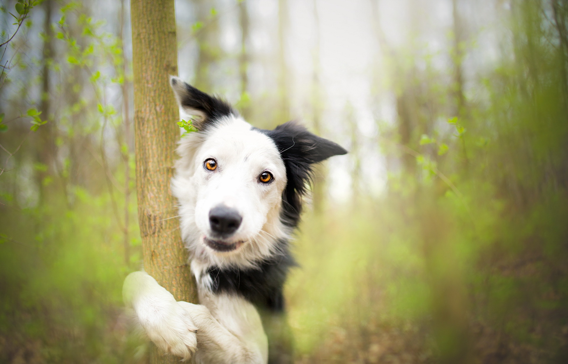 Free download wallpaper Dogs, Dog, Muzzle, Animal, Border Collie, Stare, Depth Of Field on your PC desktop
