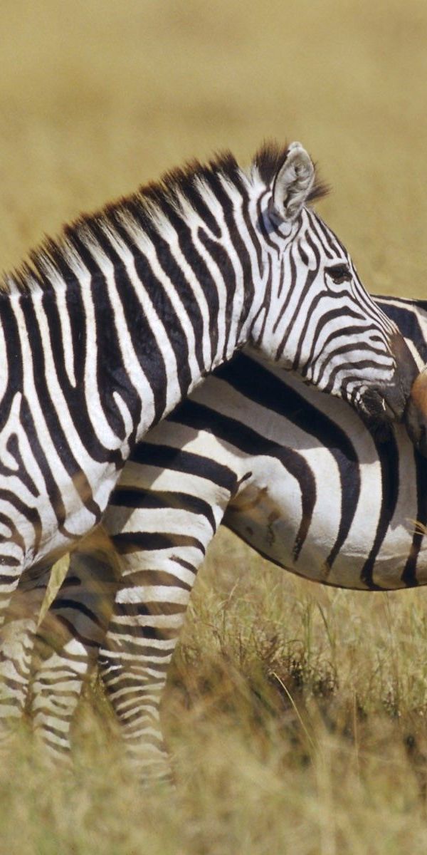 Stand animal. Полоски зебры. Полосатые звери. Животные Африки. Зебра в Африке.