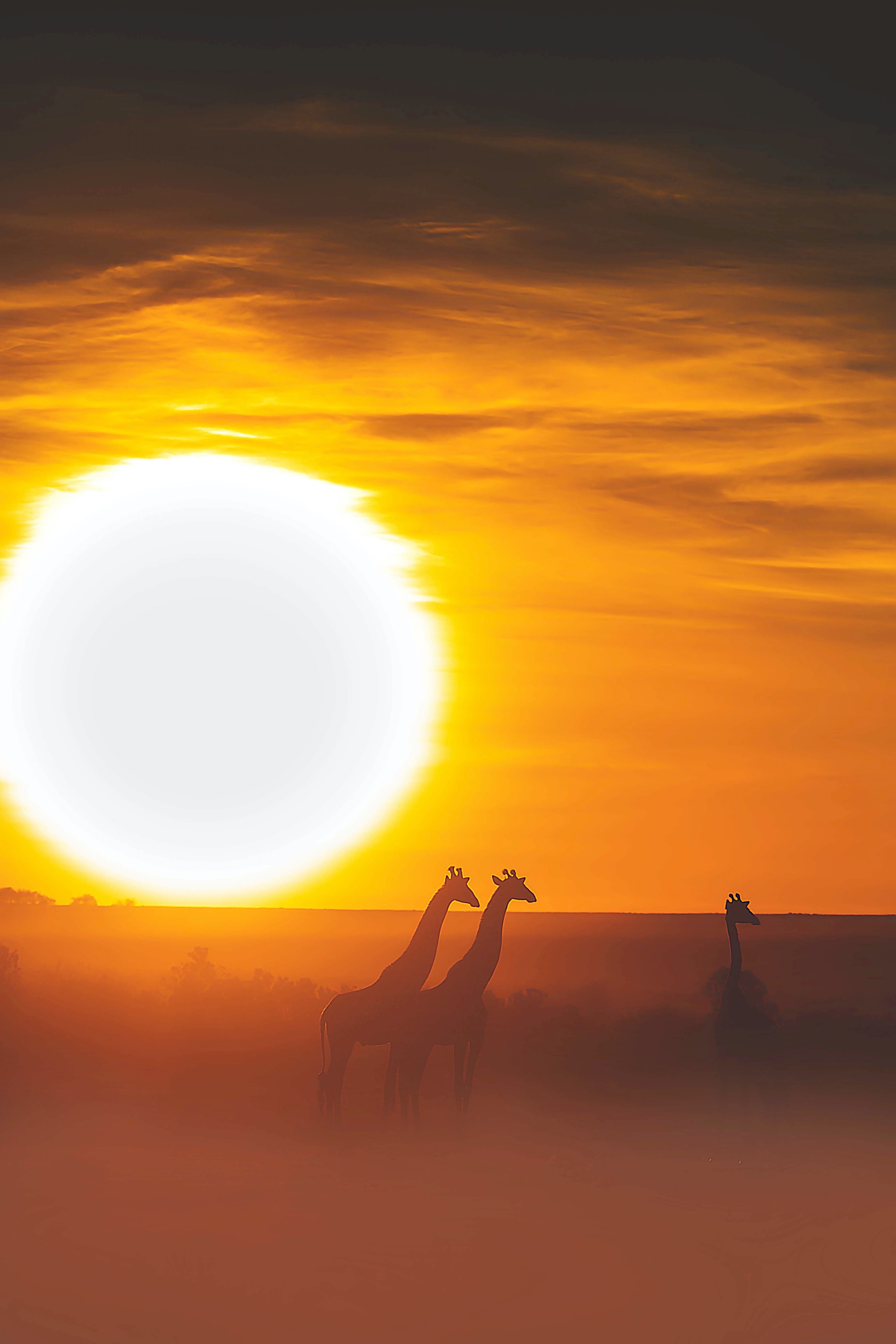 Téléchargez des papiers peints mobile Coucher De Soleil, Sun, Safari, Animaux, Girafe gratuitement.