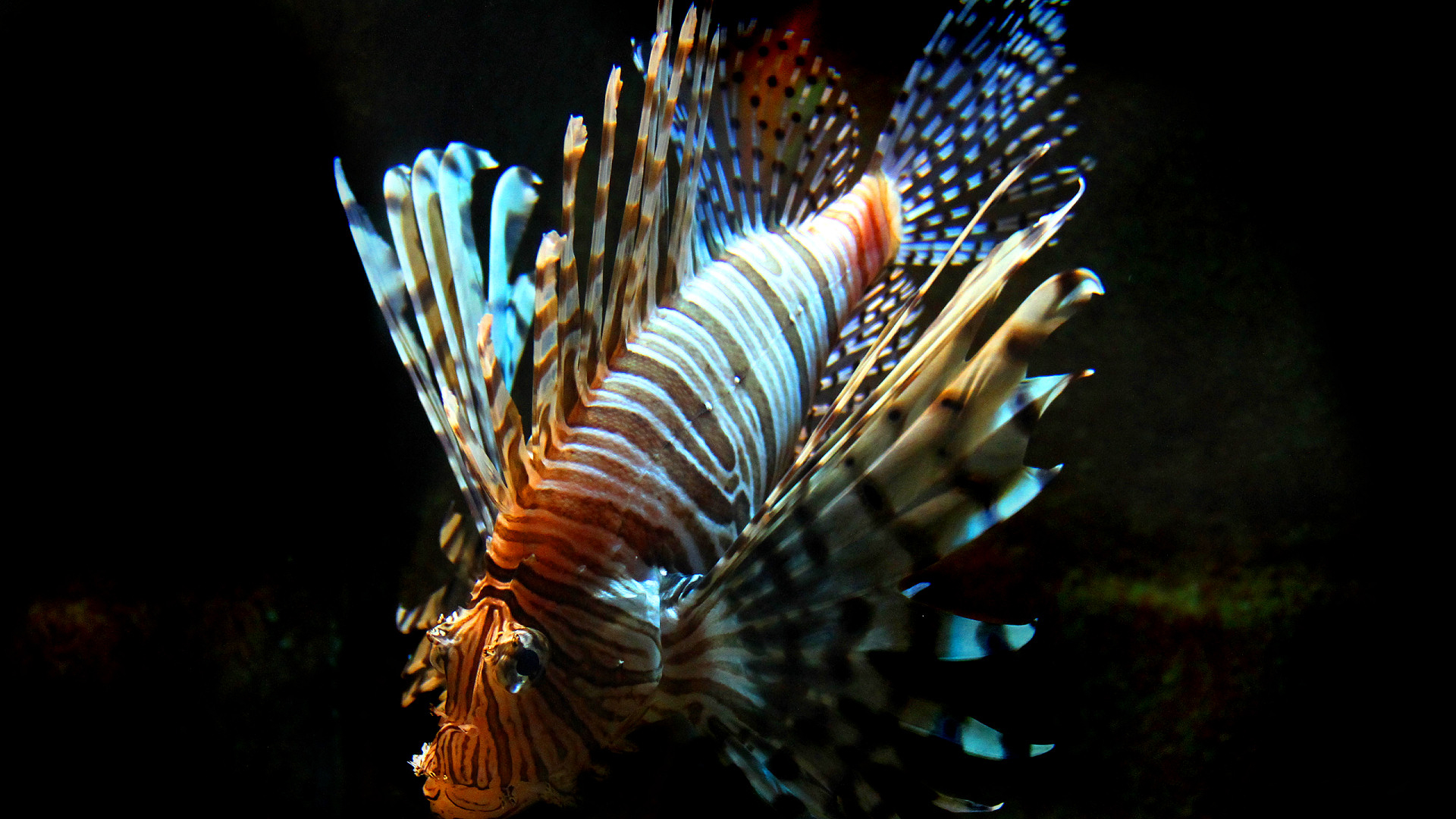  Lionfish Tablet Wallpapers