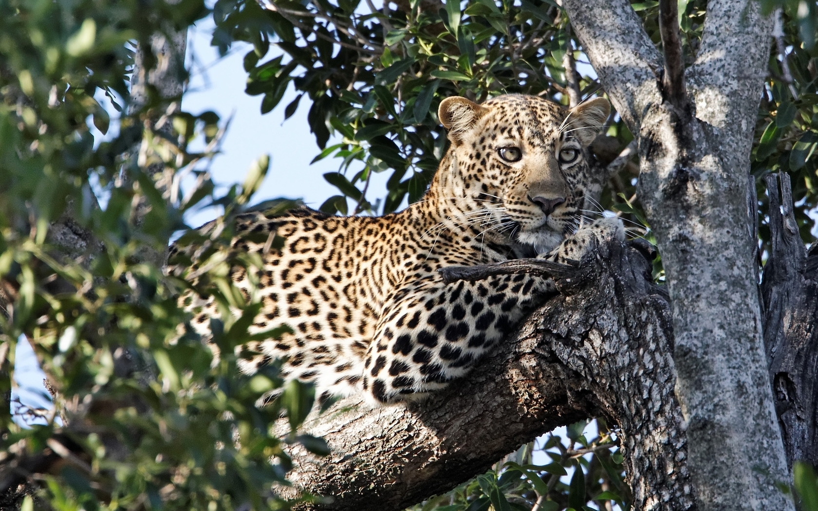 leopards, animals Smartphone Background