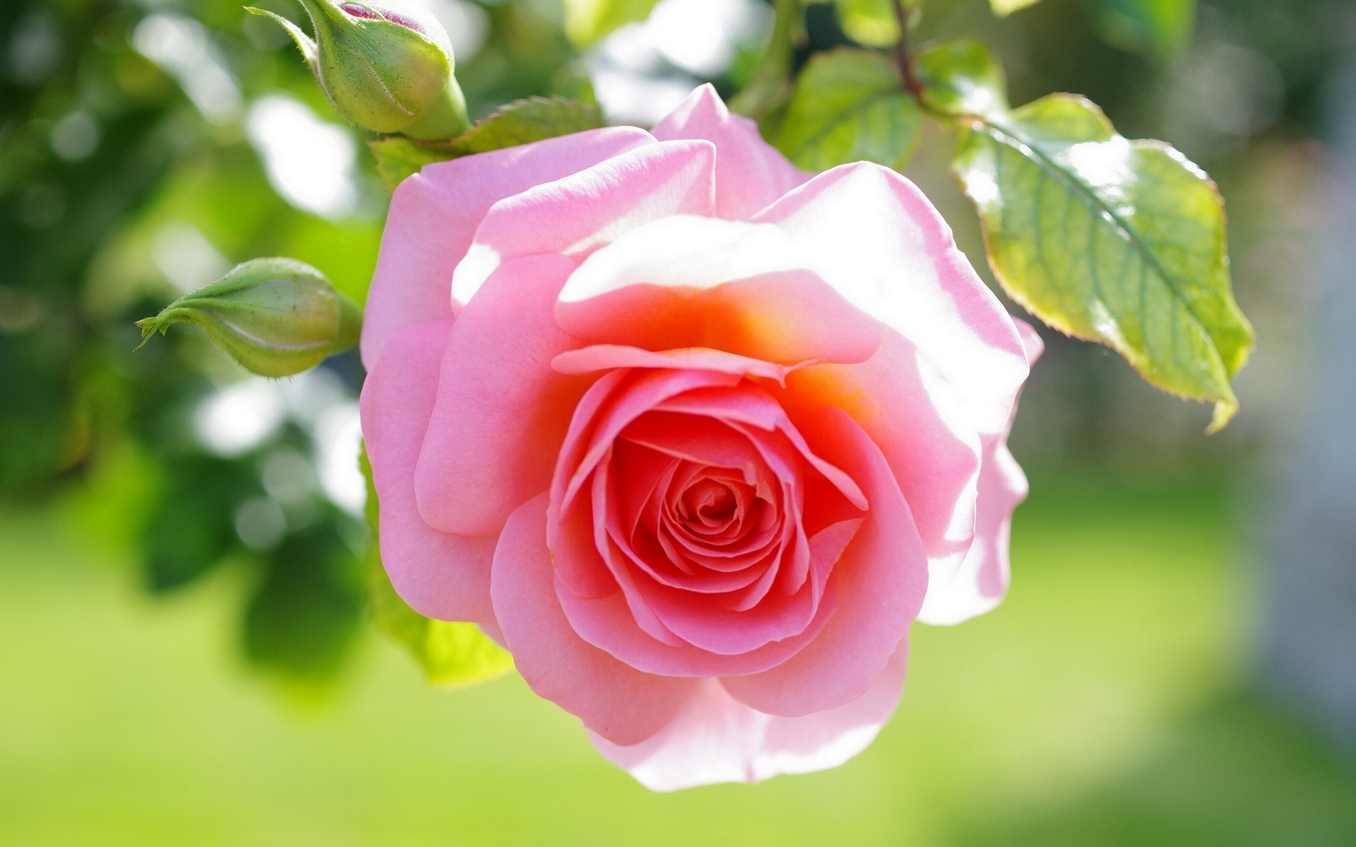 macro, flowers, pink rose, earth, rose, bud