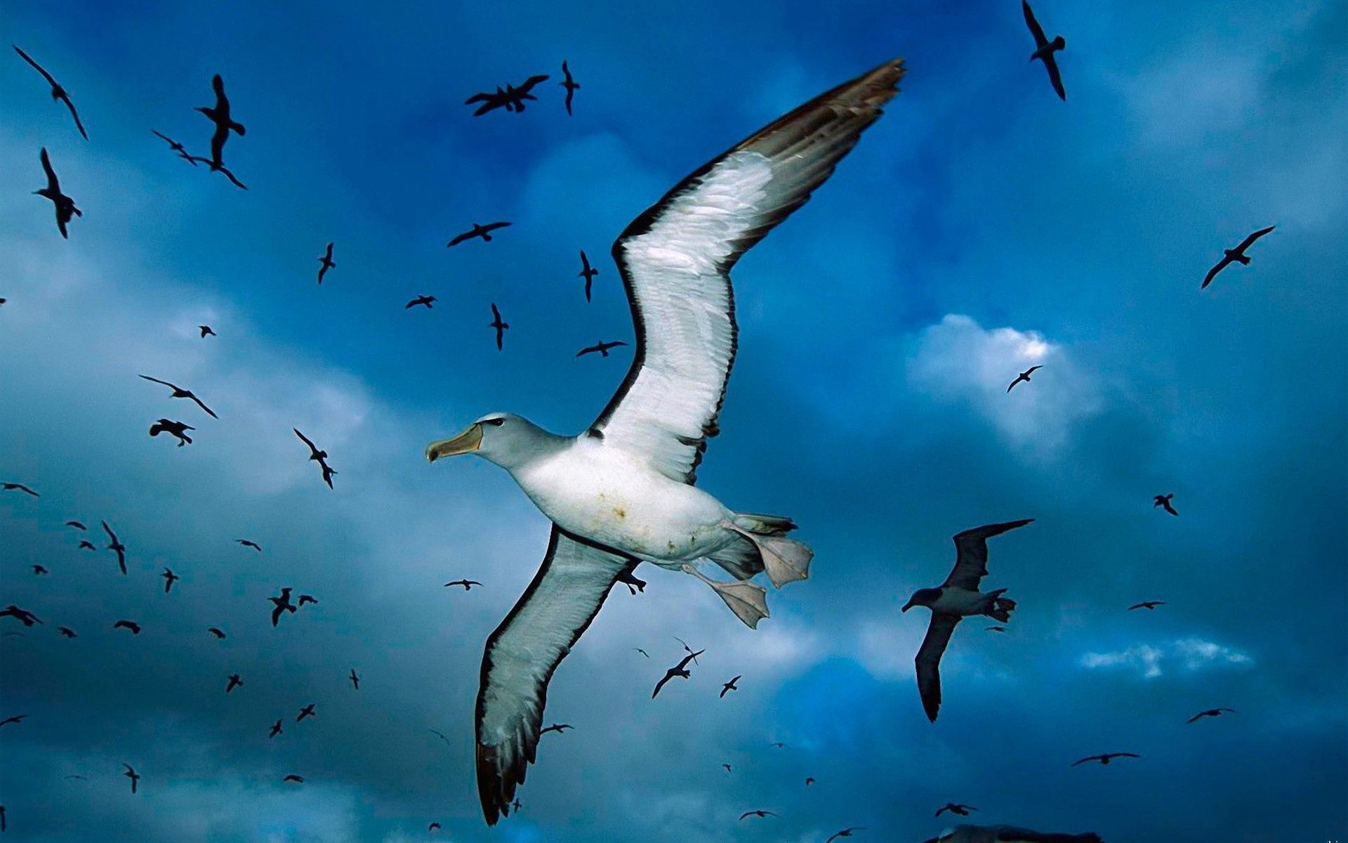 animals, birds, sky, sea, seagulls, clouds, flock Panoramic Wallpaper