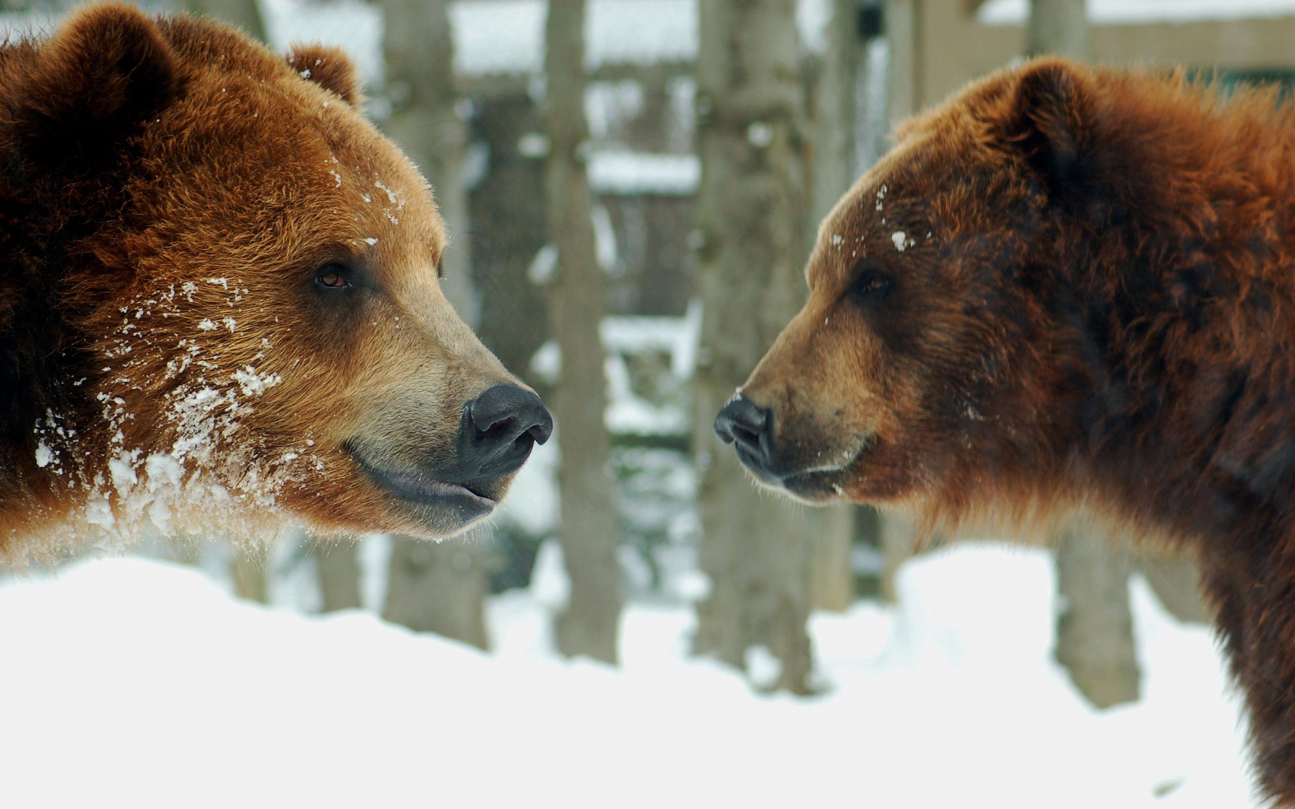 Download mobile wallpaper Animals, Snow, Bears, Brown, Pair, Couple for free.