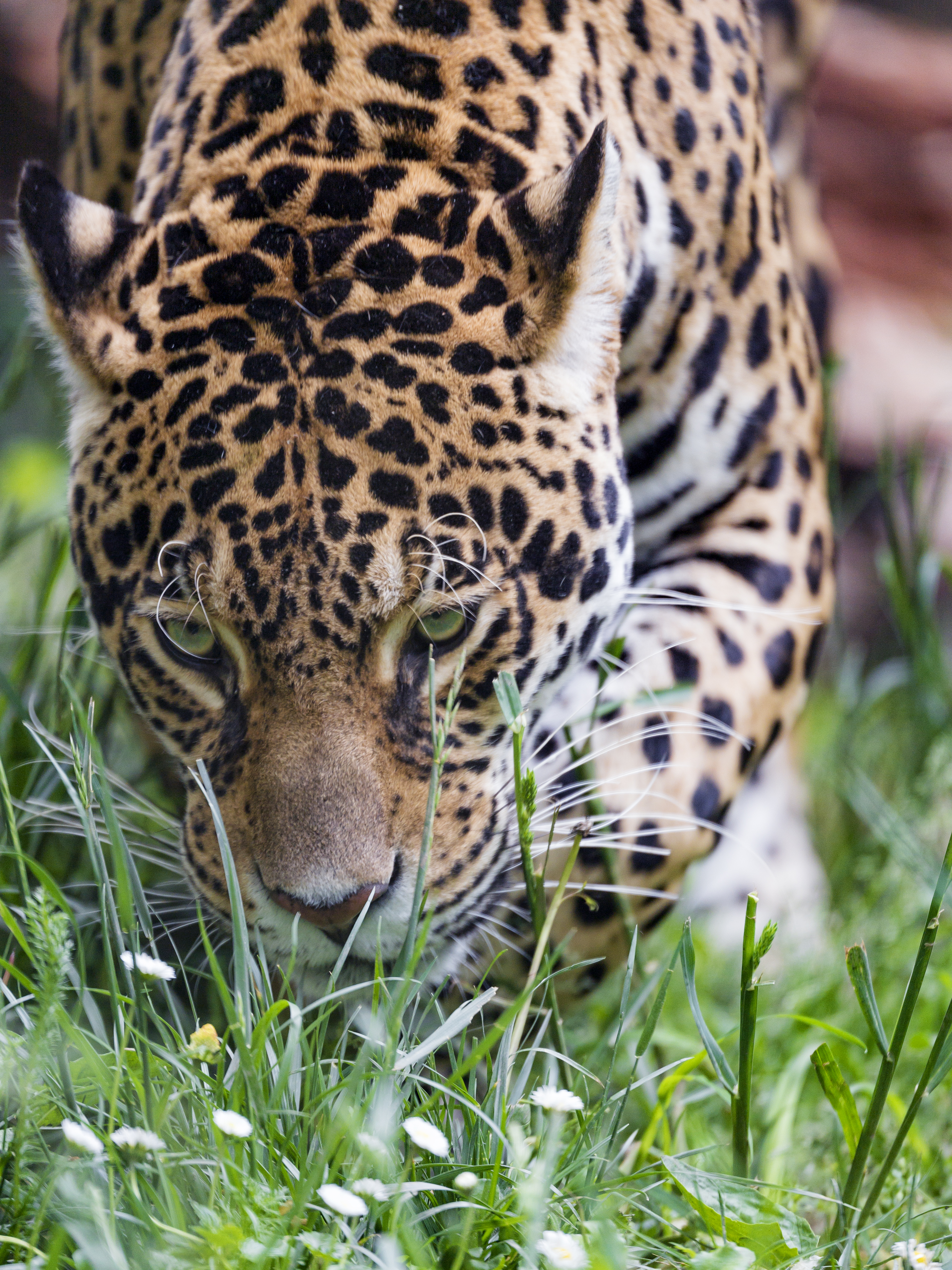 Handy-Wallpaper Leopard, Predator, Big Cat, Wildlife, Tiere, Grass, Raubtier, Große Katze, Wilde Natur kostenlos herunterladen.