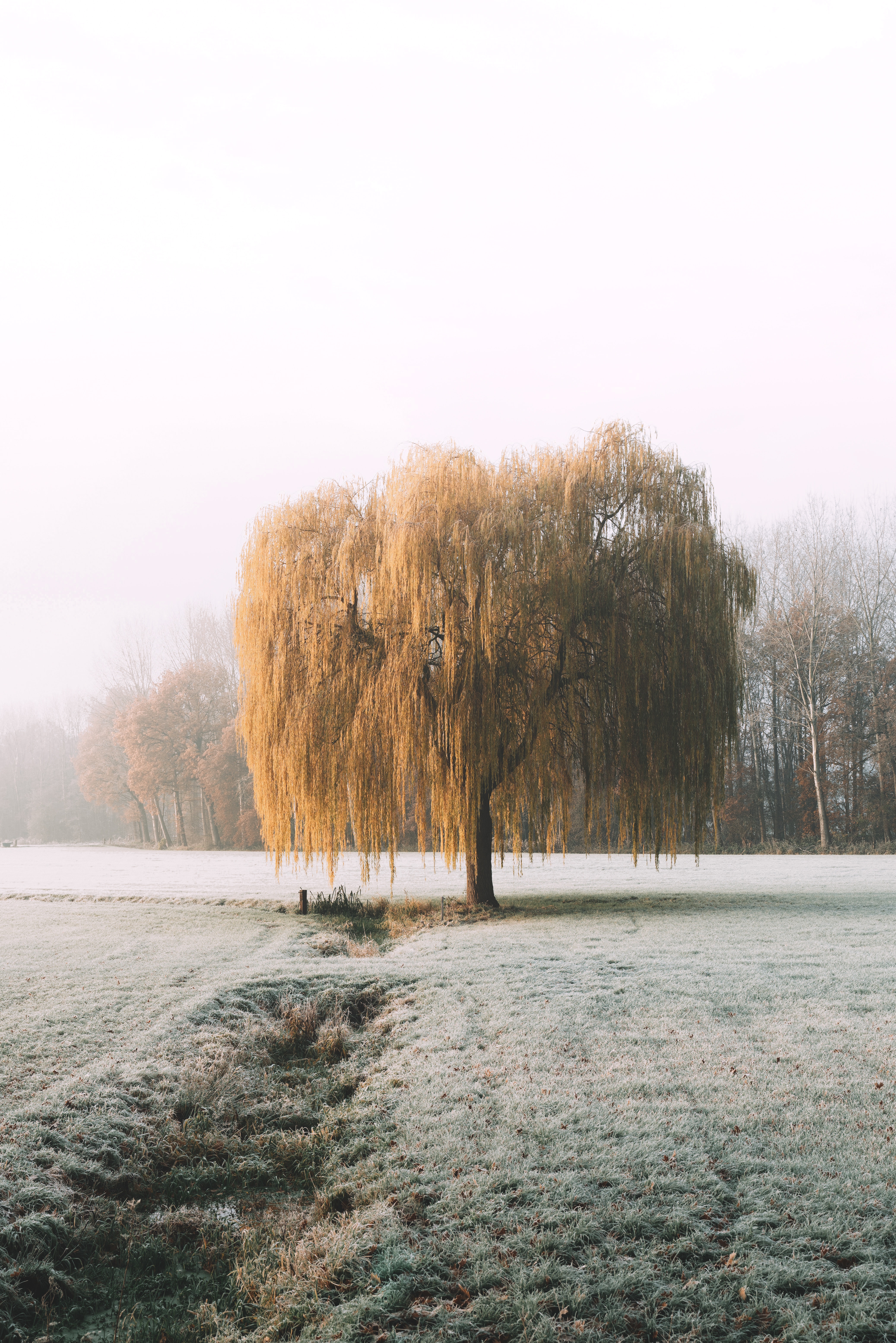 nature, winter, wood, tree, frost, hoarfrost, willow 1080p