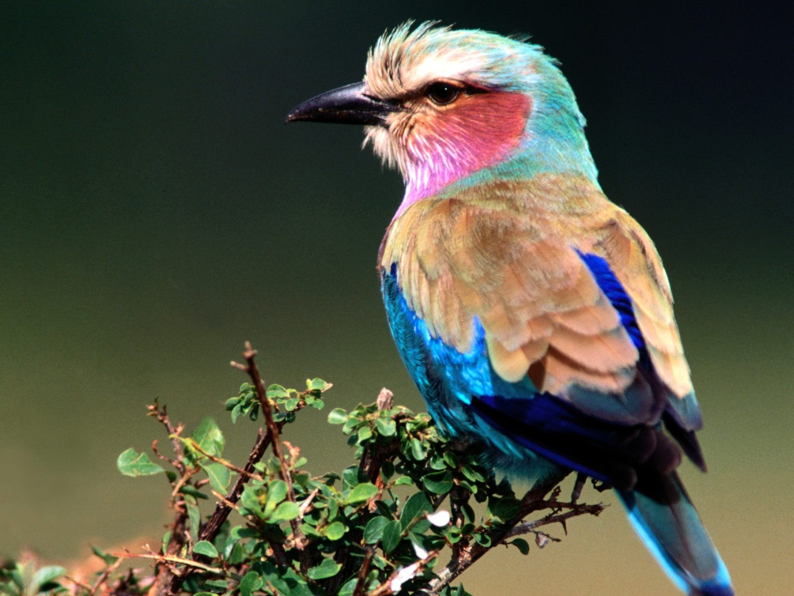 Птица яркая разноцветная