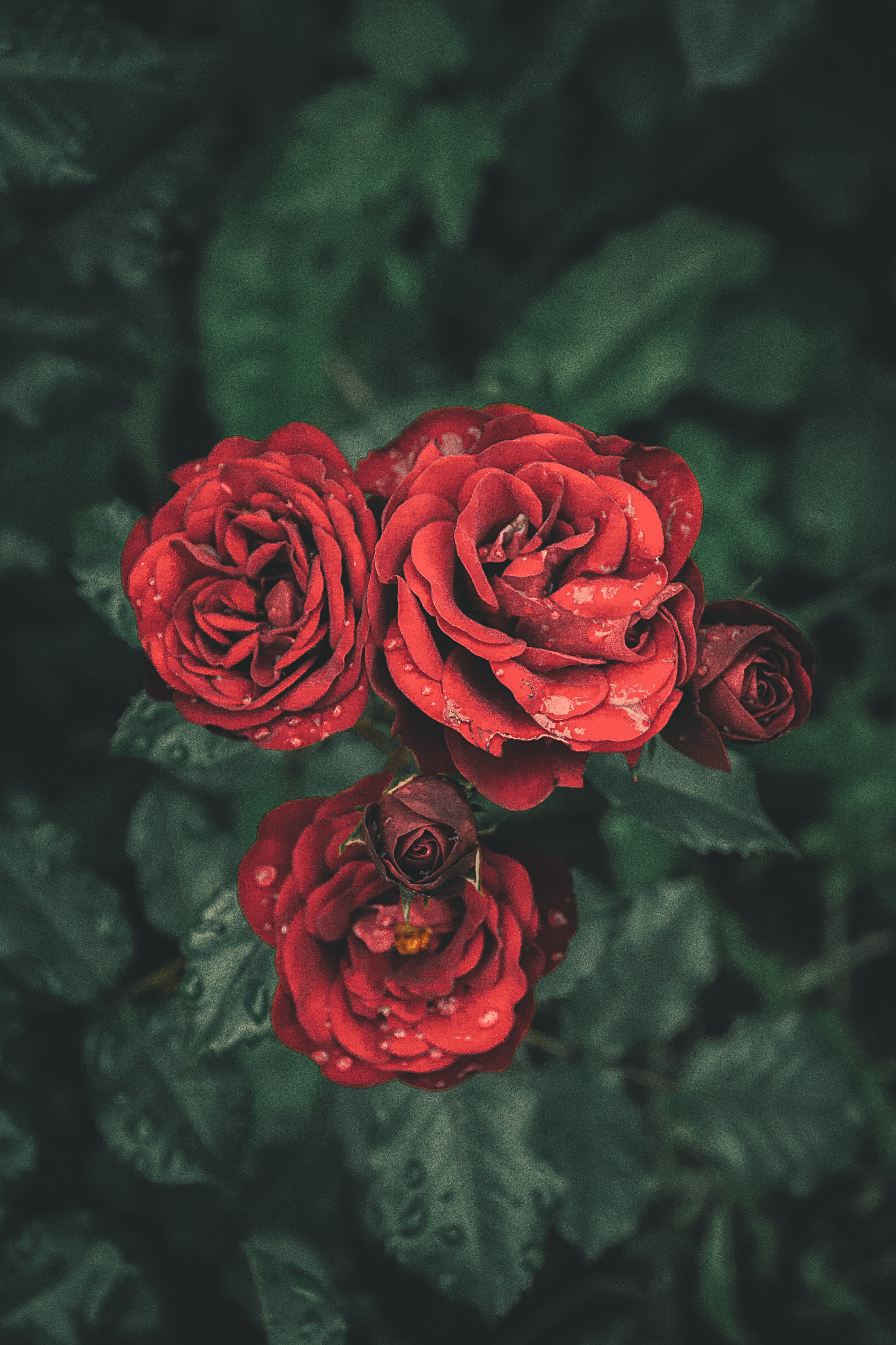 Download mobile wallpaper Roses, Petals, Buds, Flowers, Drops for free.