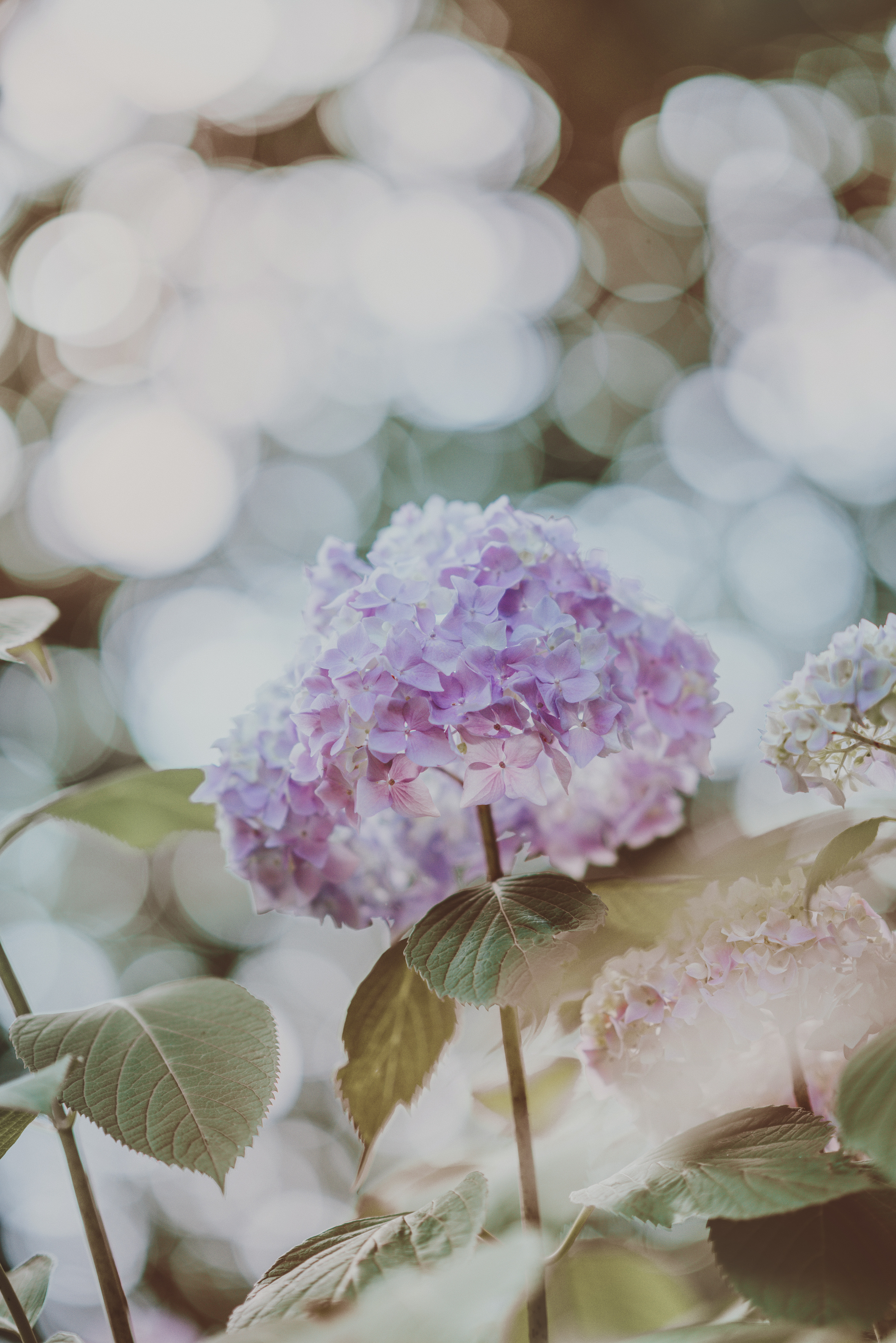 smooth, flowers, glare, blur, hydrangea, inflorescences, inflorescence Smartphone Background