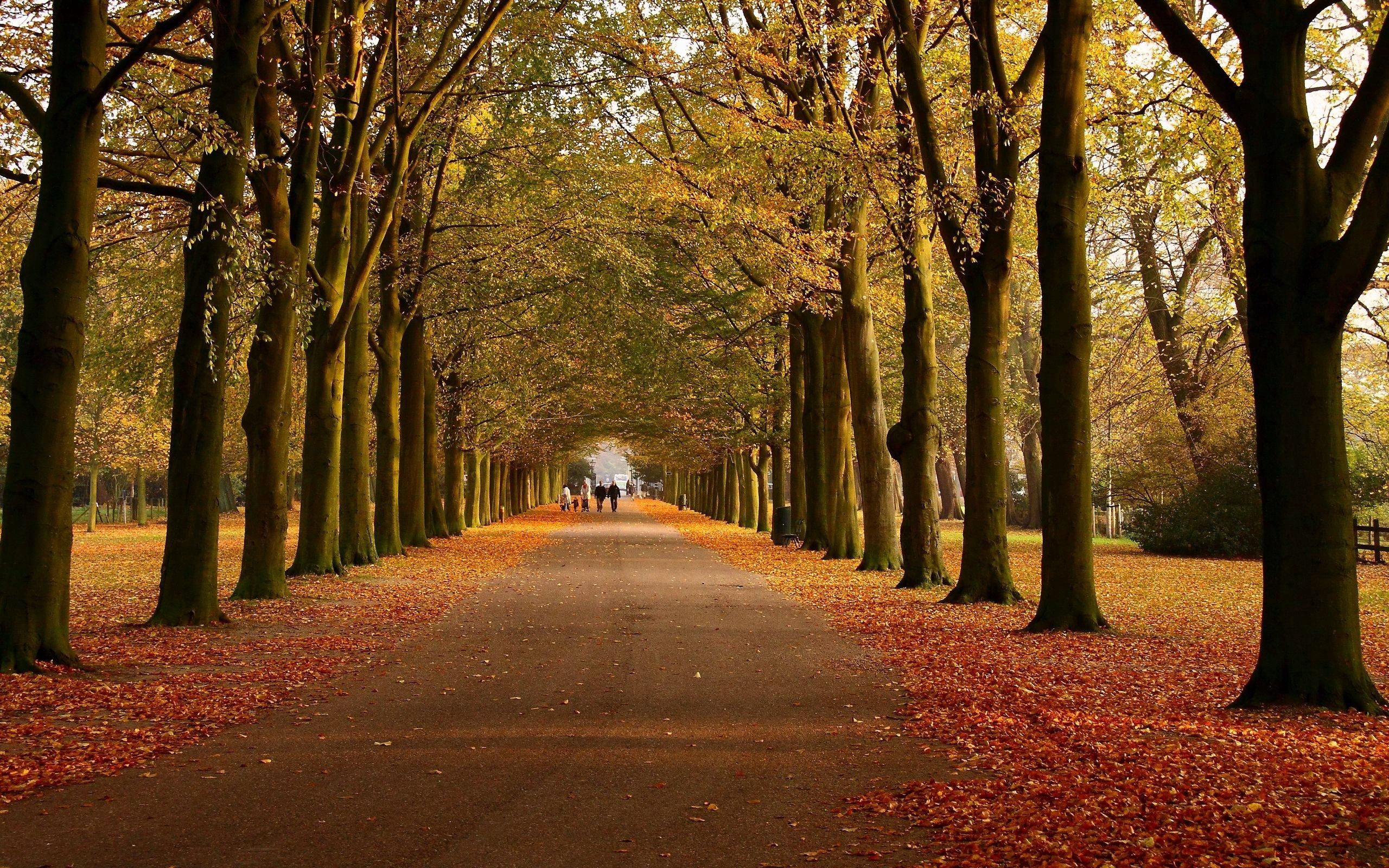 path, park, autumn, trees, nature