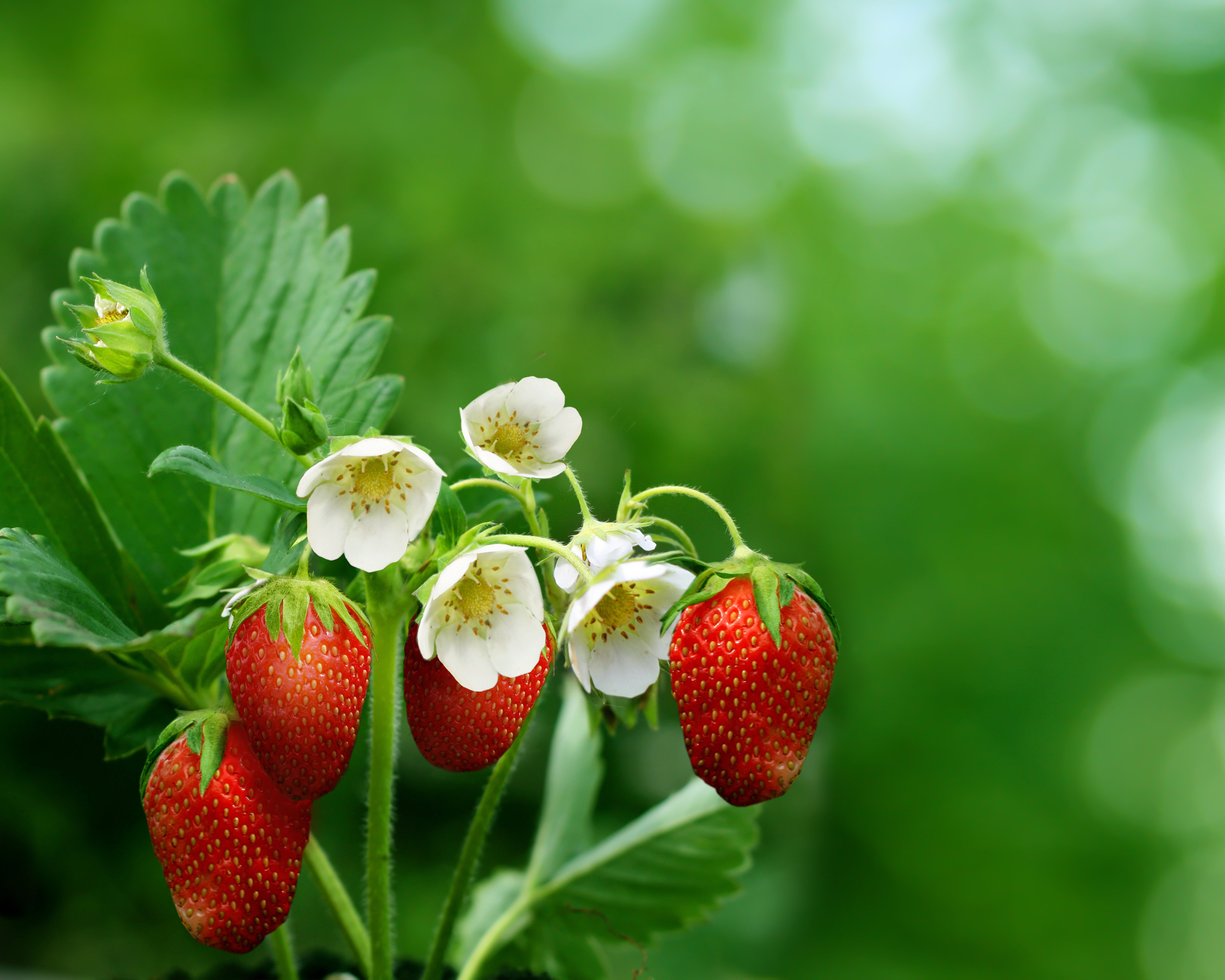 Download mobile wallpaper Flowers, Ripe, Food, Strawberry, Berries, Smooth, Blur for free.