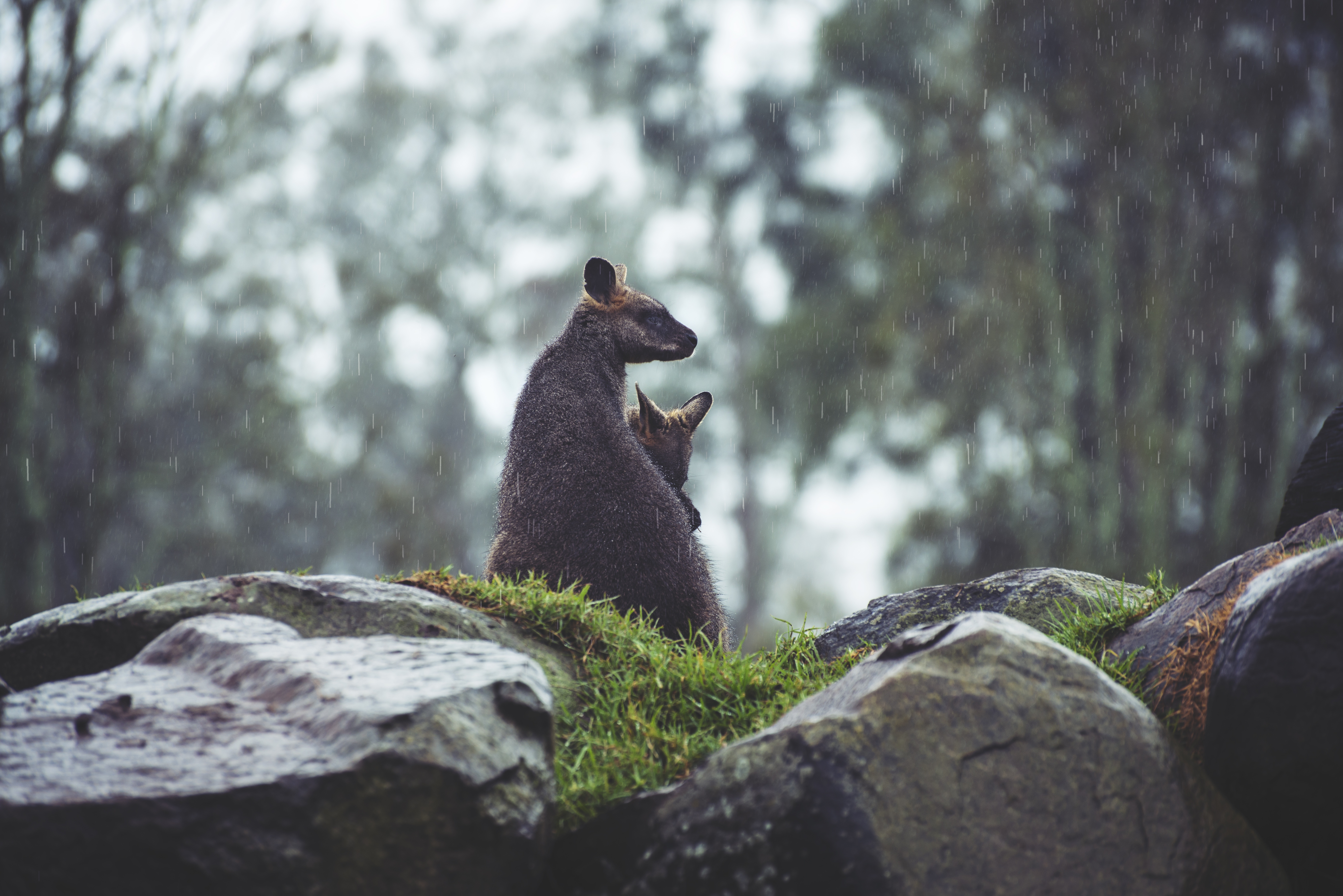 couple, animals, grass, stones, rain, kangaroo, young, pair, joey High Definition image