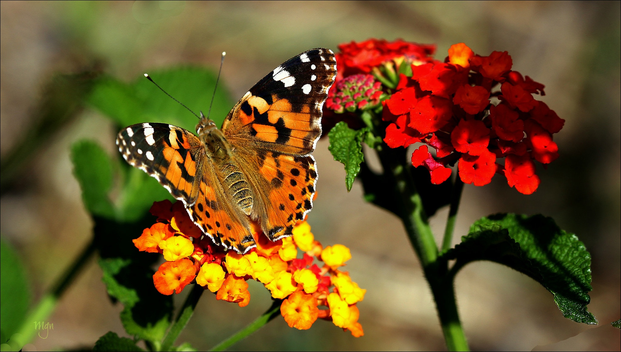 Красивые картинки на рабочий стол цветы и бабочки