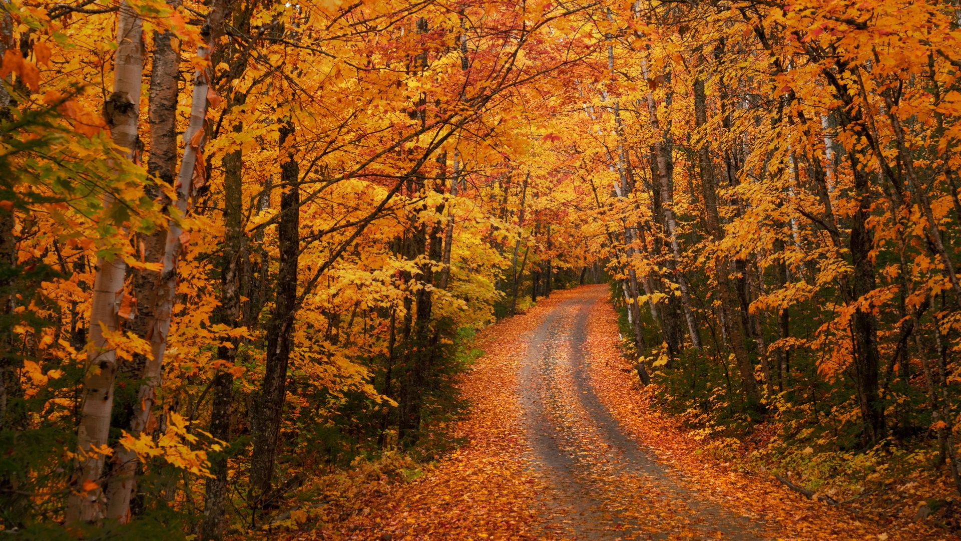 Фотообои дорога в осеннем лесу