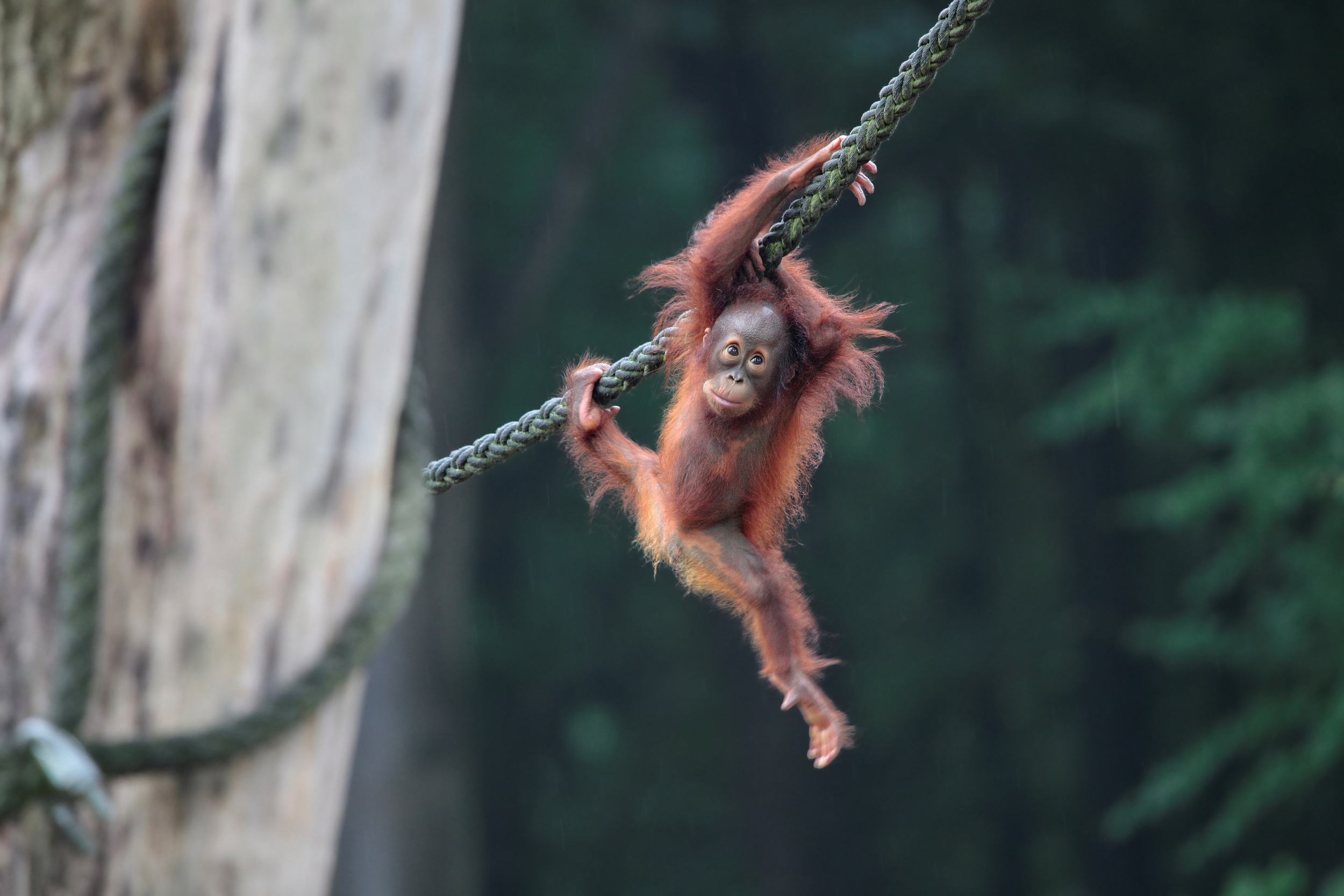 455423 télécharger l'image animaux, orang outan, bébé animal, singe, primate, singes - fonds d'écran et économiseurs d'écran gratuits