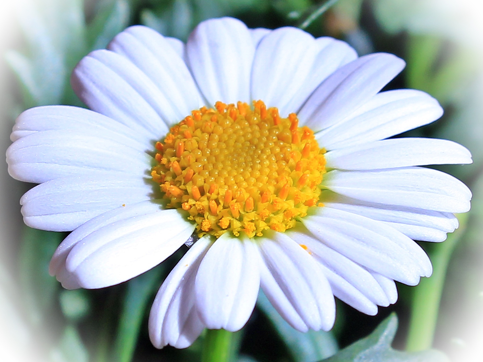 Laden Sie das Blume, Kamille, Blumen, Blütenblätter-Bild kostenlos auf Ihren PC-Desktop herunter