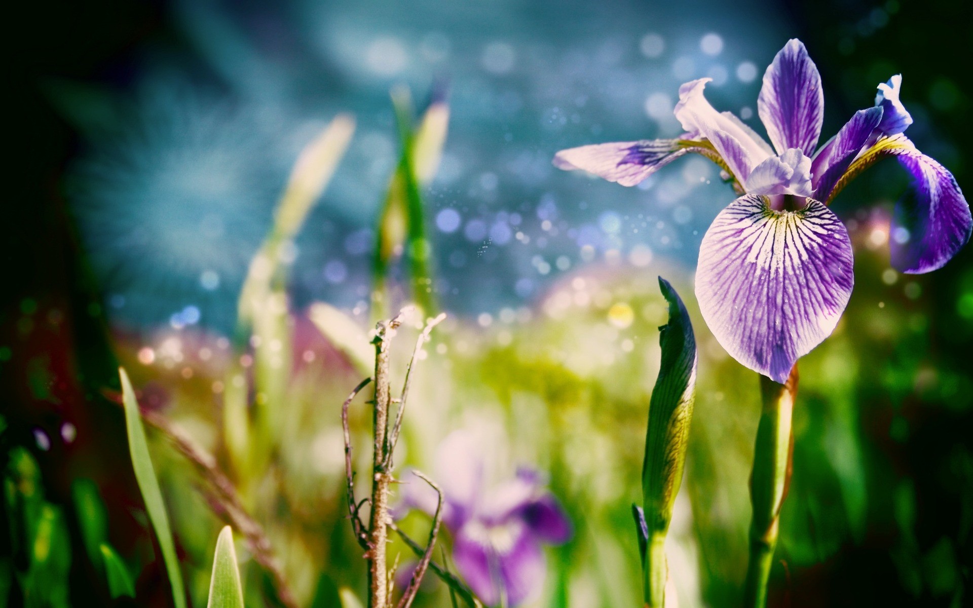 261690 descargar fondo de pantalla tierra/naturaleza, iris, flor, flores: protectores de pantalla e imágenes gratis